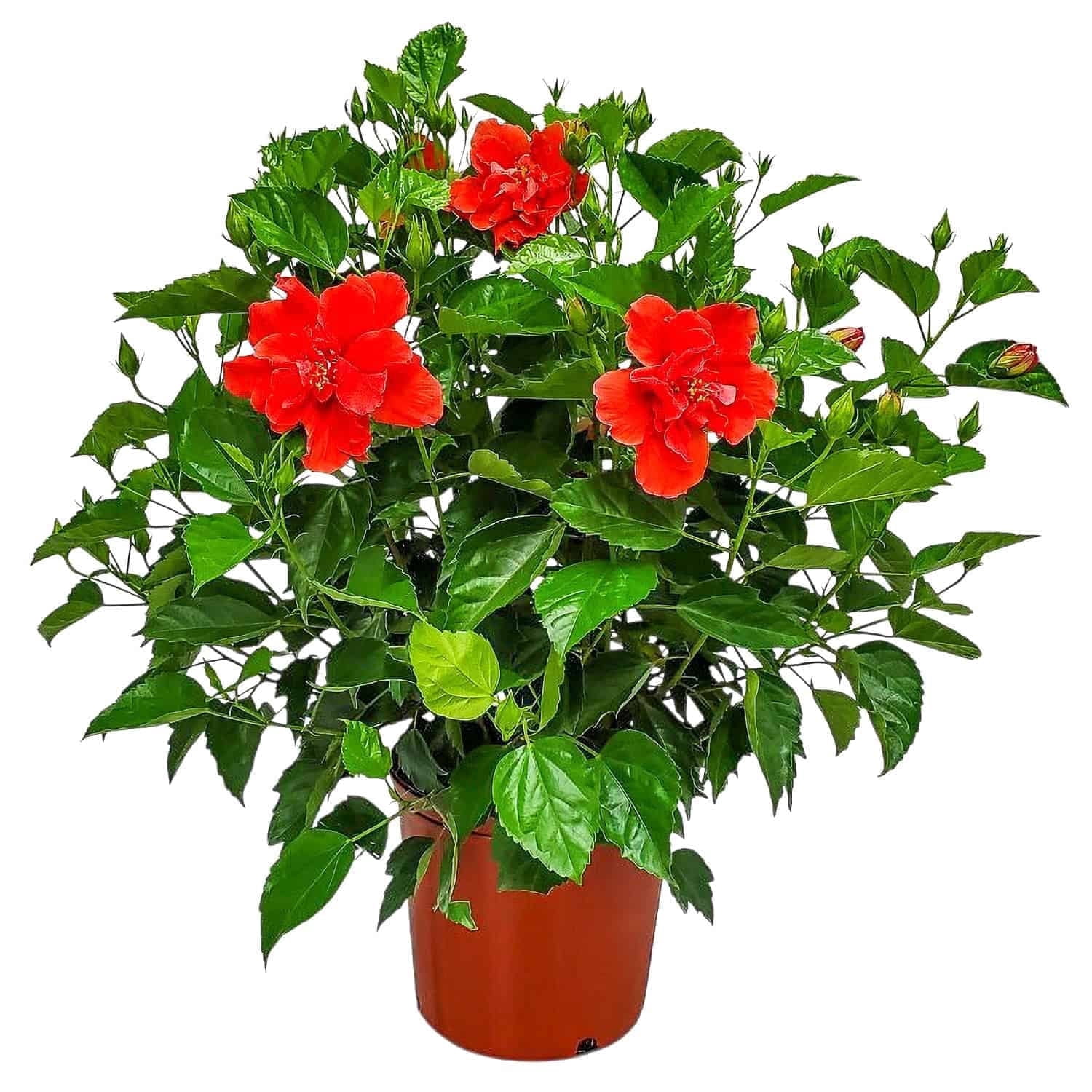 Tropical Plants of Florida Live Double Red Hibiscus Bush (Red, 24 in to 28 in) ctalv