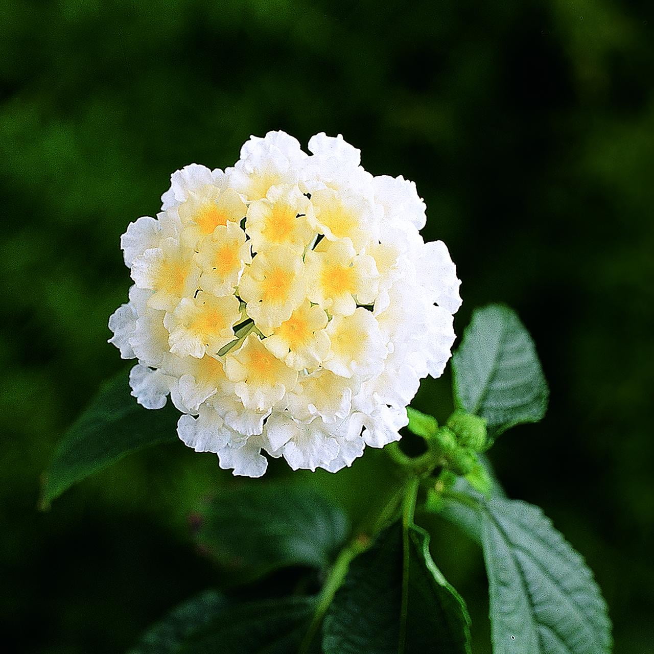 Expert Gardener Multicolor Lantana Drought Tolerant Live Plants (Full Sun, 1 Quart, 4 Count) laau8