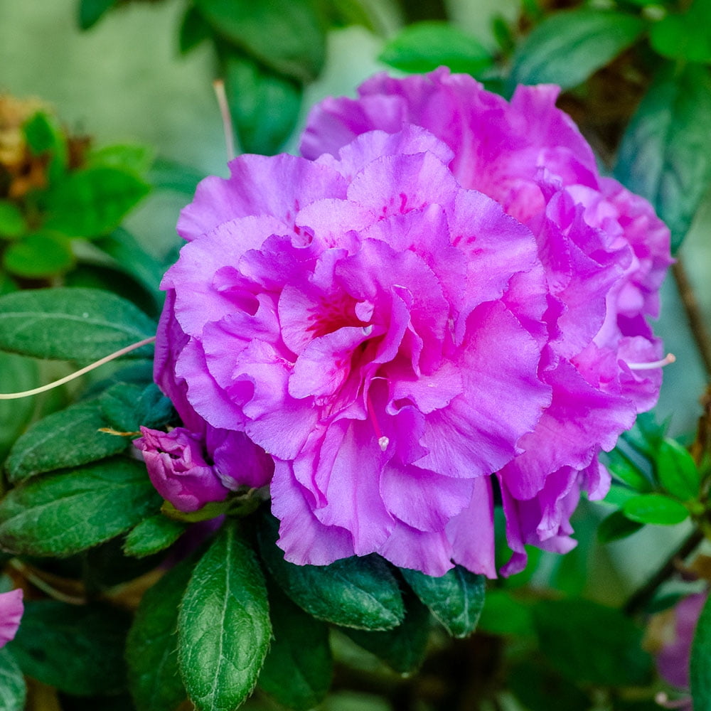 Encore Azalea Autumn Majesty Shrub with Purple Ruffled Blooms (1 Gallon) idiq2