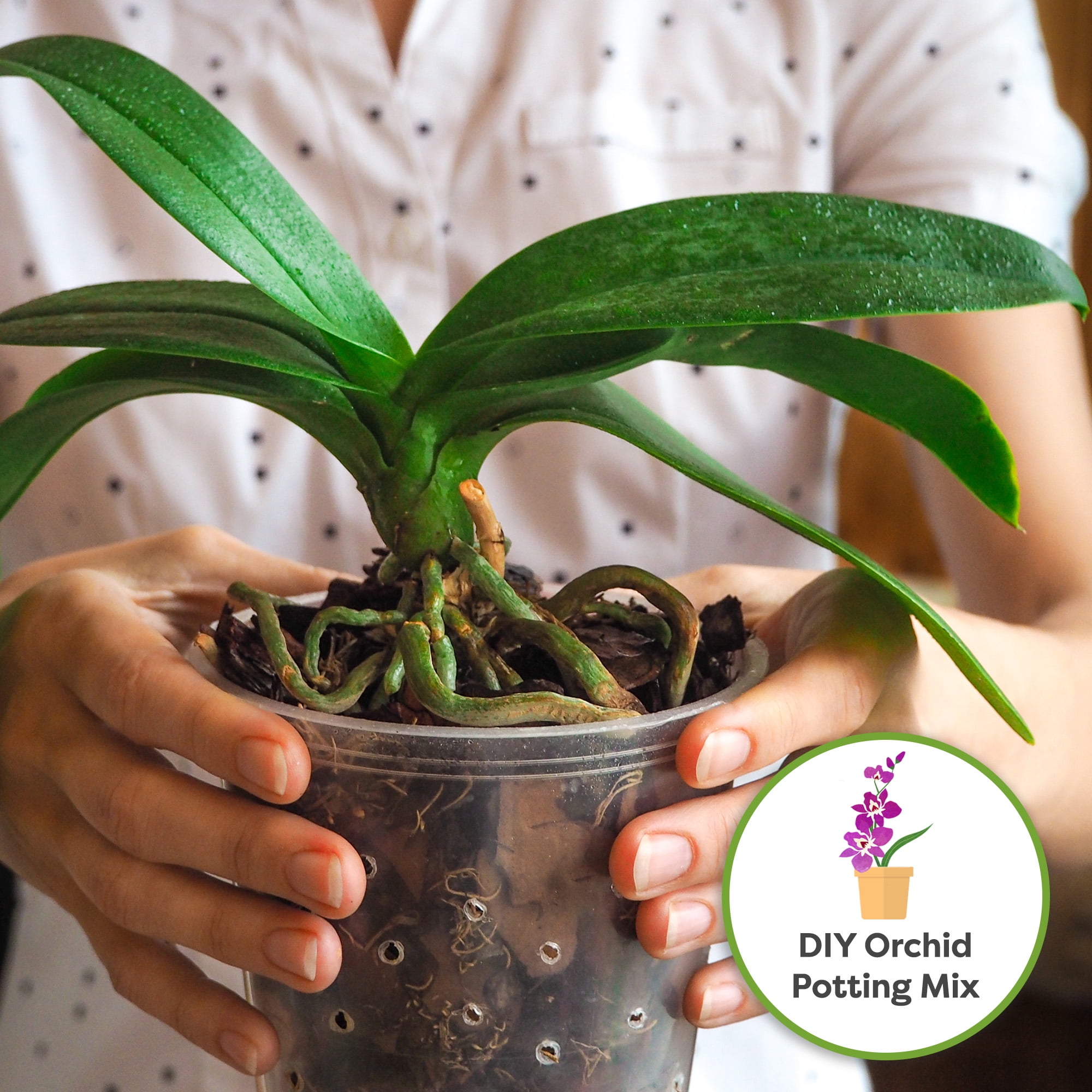 PERFECT PLANTS Premium Orchid Bark Pine Mix for Epiphytic Plants (4 qt) jonxj