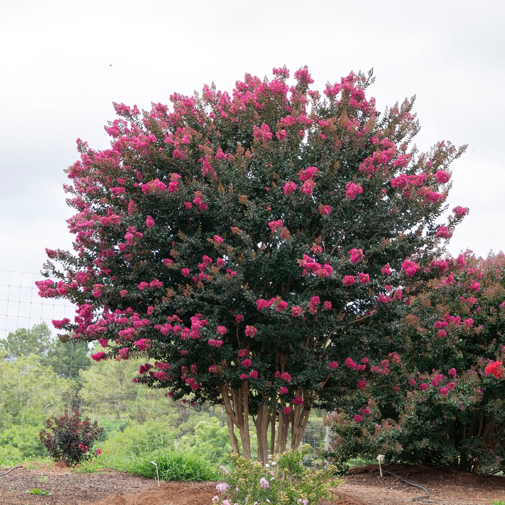 First Editions Plum Magic Crape Myrtle Live Shrub (Pink, 2 Gallon) zgzmh