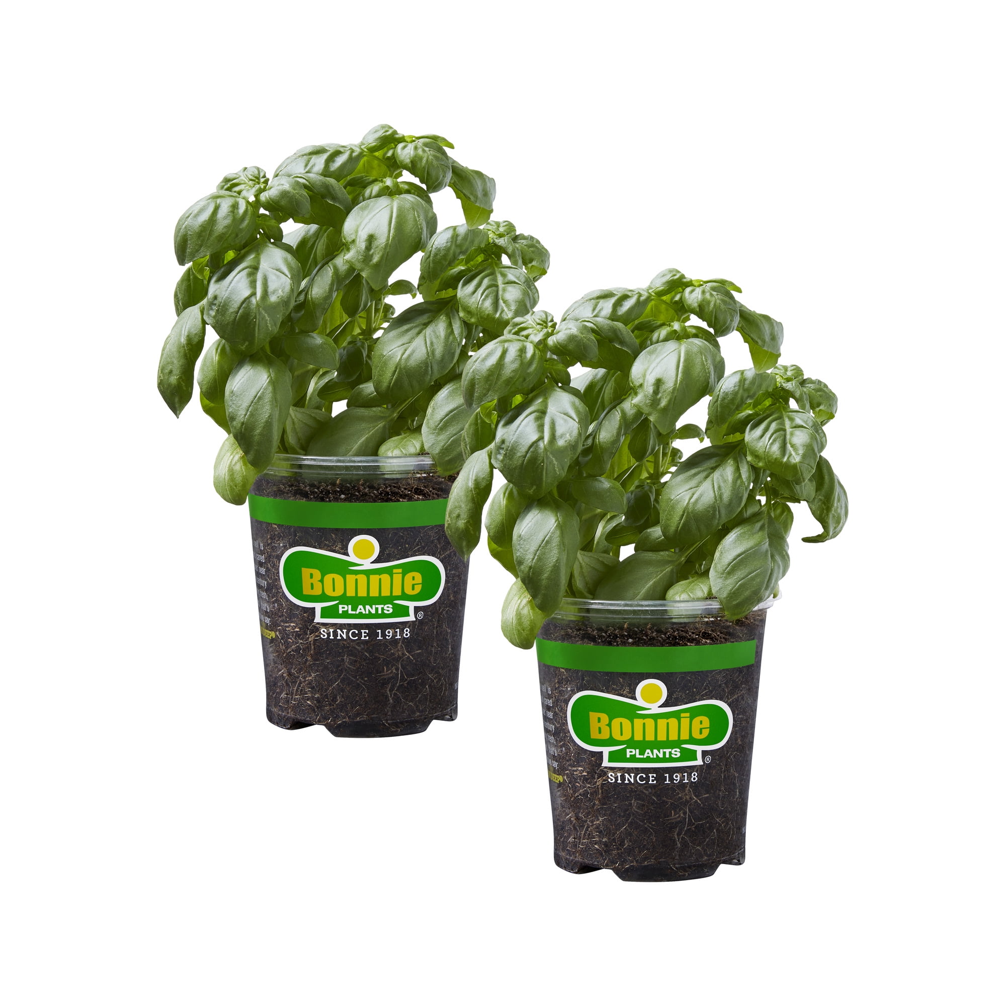 Bonnie Plants Sweet Basil Herb Plant (Green, 19.3 oz, 2-Pack) anwsd