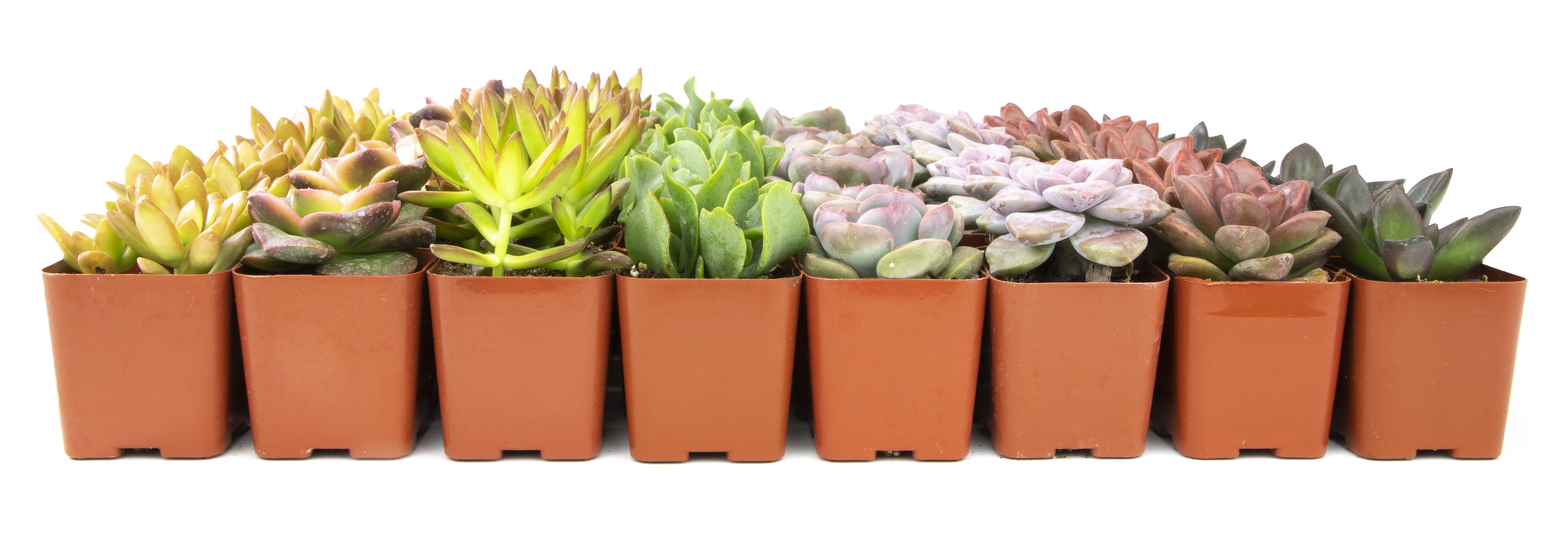 Altman Plants Live Succulent Assortment (Indoor & Outdoor Decorative Plants) (50 Pack, 2 in Pots) k66wu