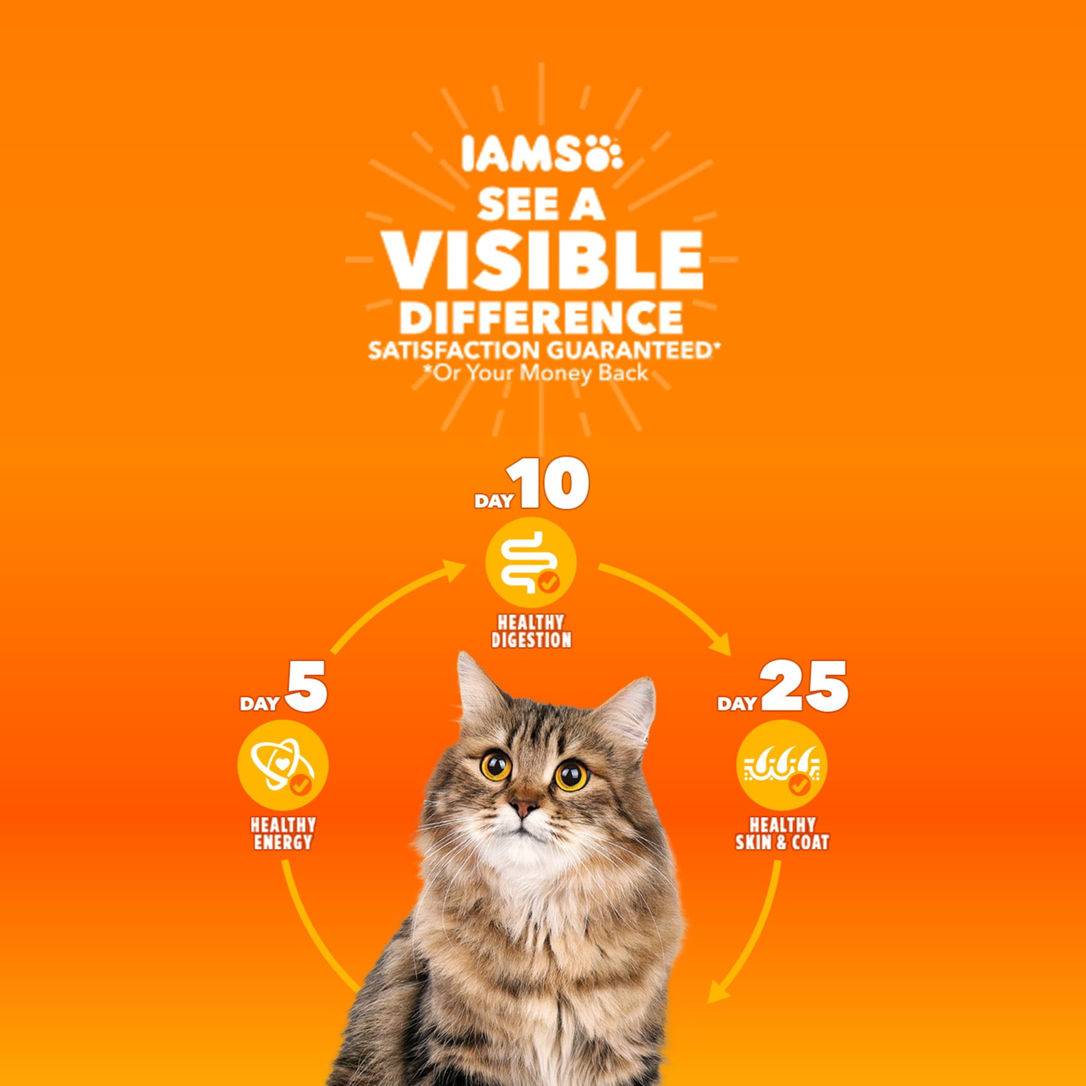 Iams Proactive Health Chicken and Turkey Dry Cat Food (7 lb) aihnf