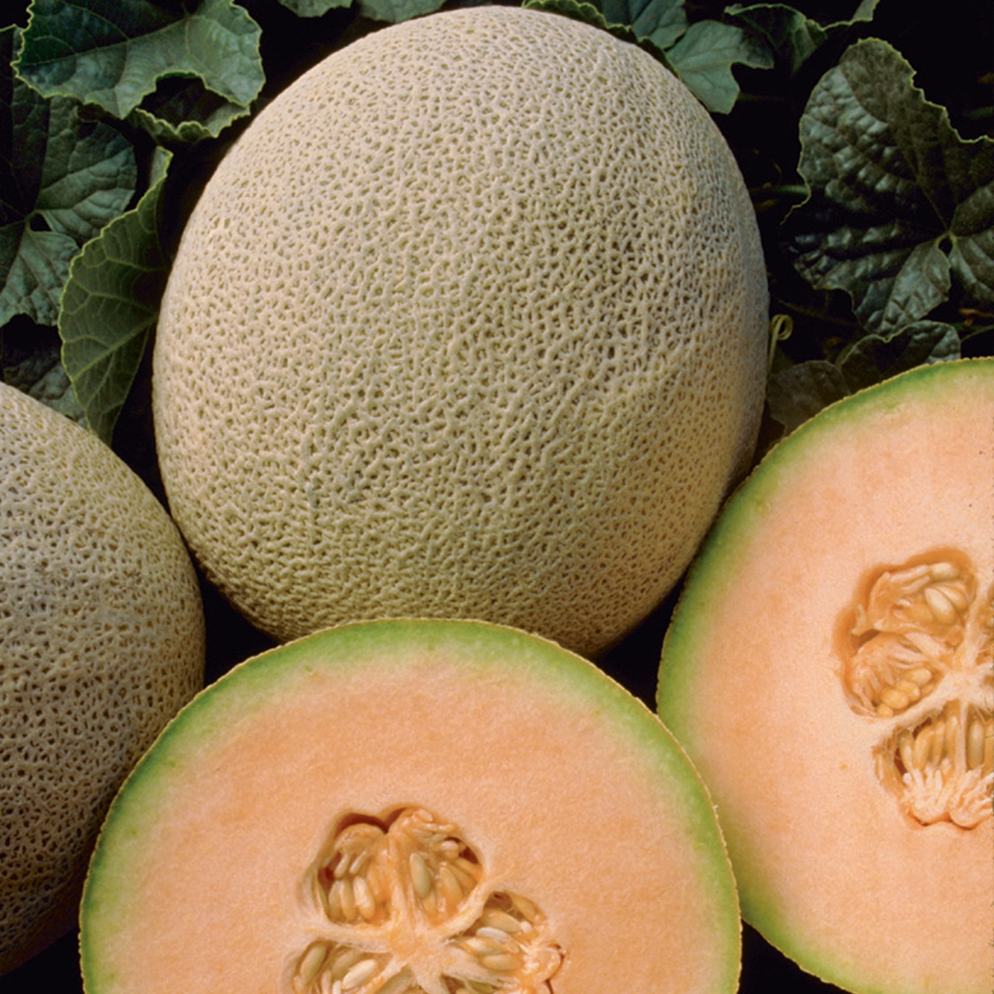 Burpee Honey Rock Cantaloupe Seeds, Heirloom Fruit Garden Planting (3-4 lb. Fruit, 1 Pack) zrorq