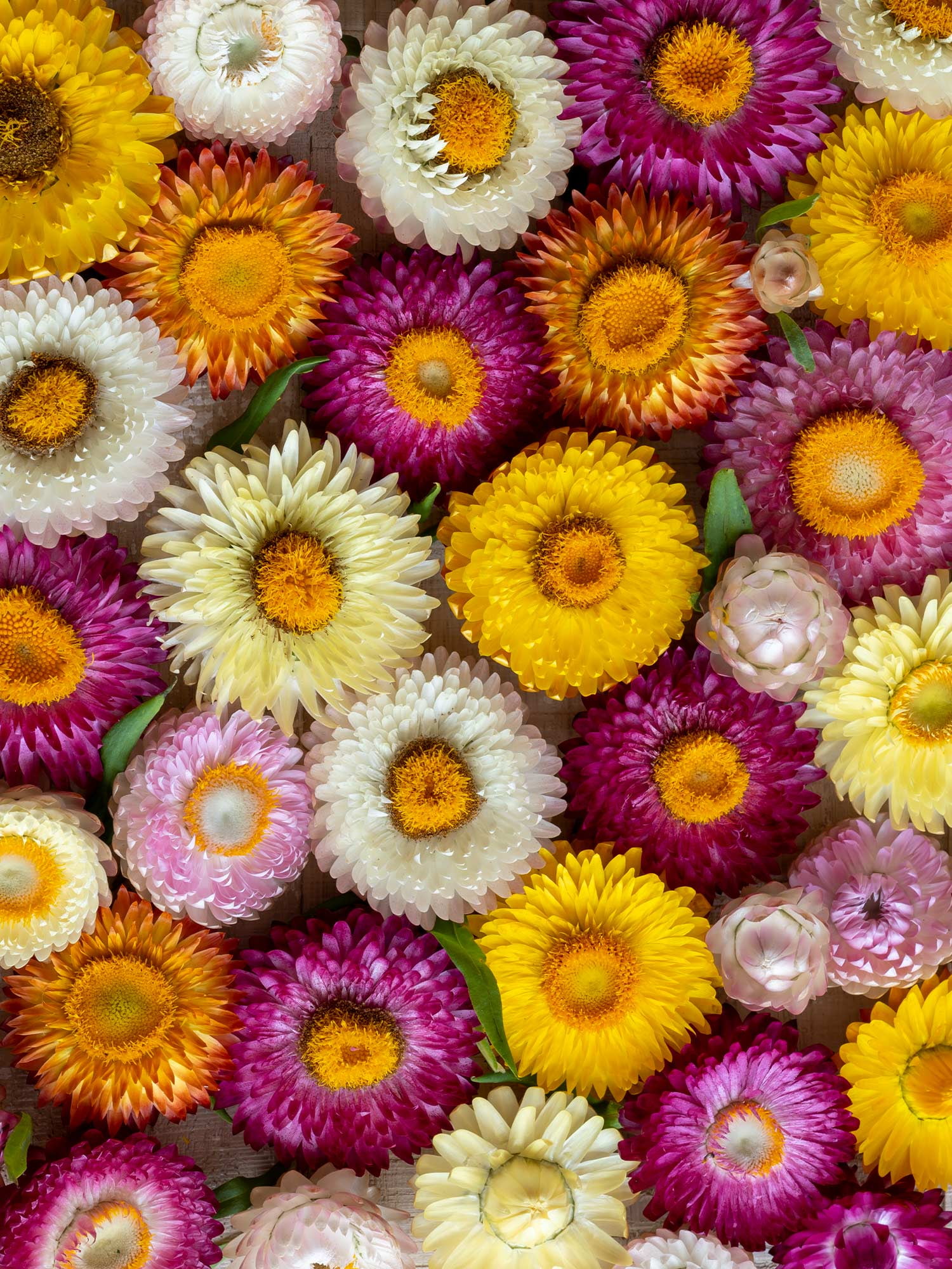 Burpee Tom Thumb Strawflower Seeds (Mixed Colors, 15 in Height) m9go4
