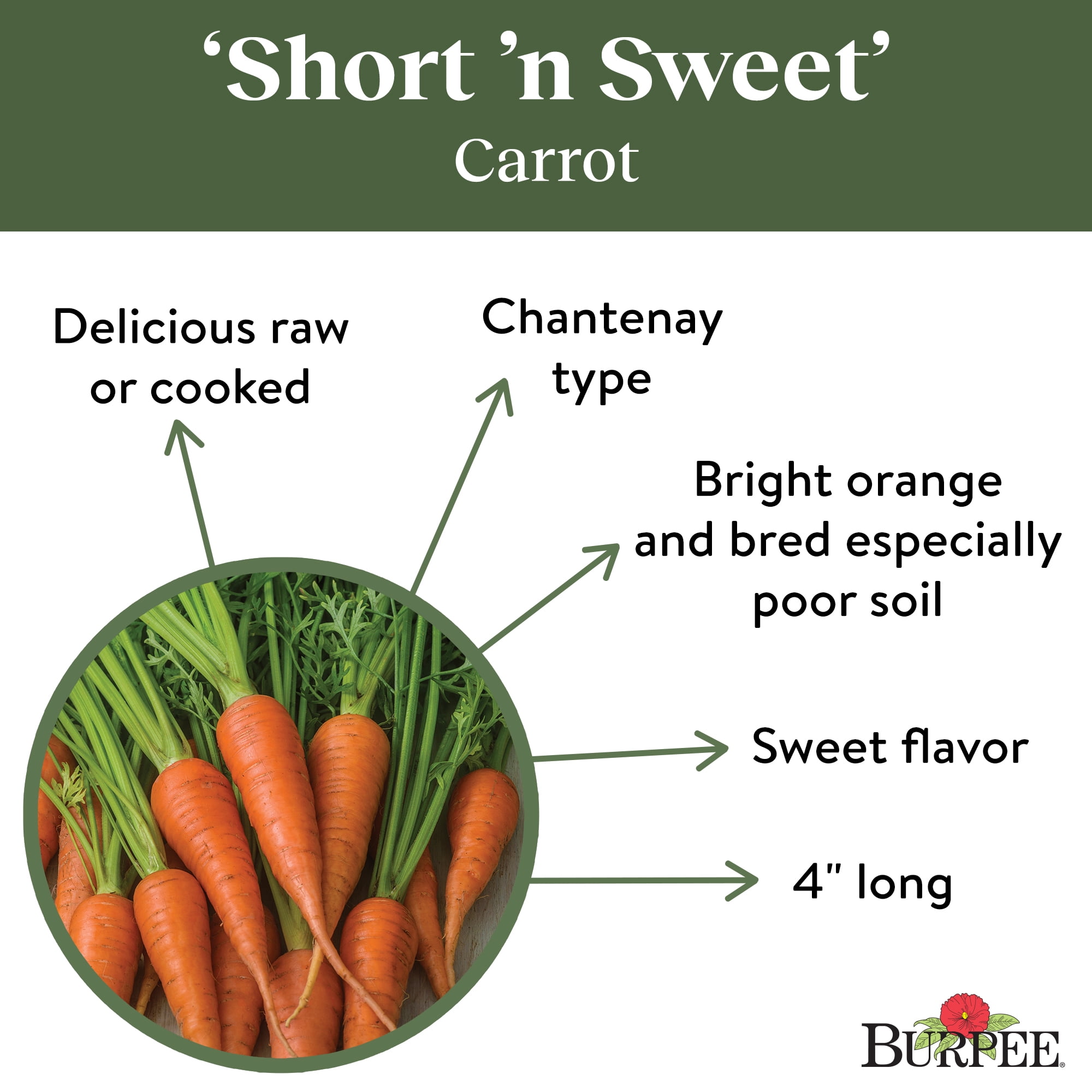 Burpee Short 'N Sweet Carrot Seeds for Vegetable Gardening (1-Pack) 92fs5