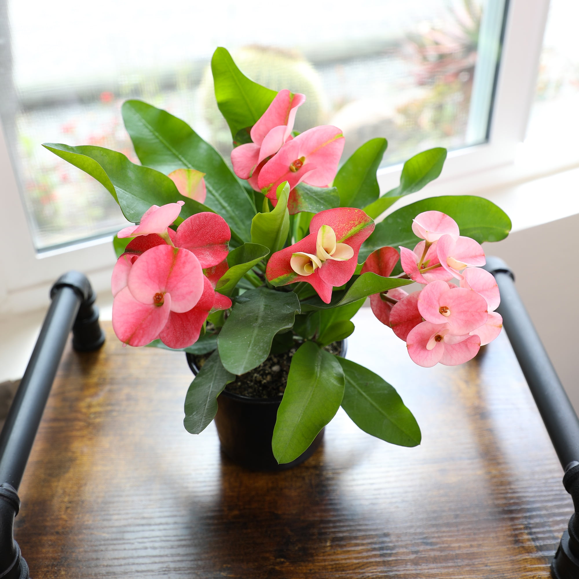 Altman Plants Euphorbia Milii Crown of Thorns Live Succulent Plant (Green, 4.25 in) k541u