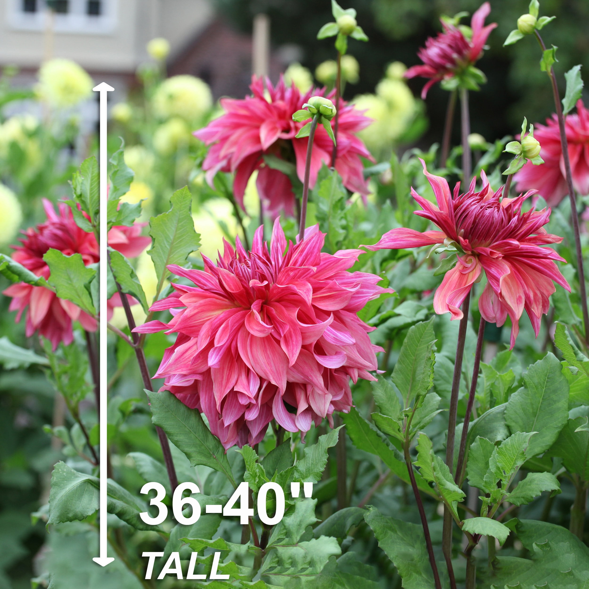 Garden State Bulb Co. Maki Dinnerplate Dahlia Flower Bulbs (Pink, 4 Pack) zrn78