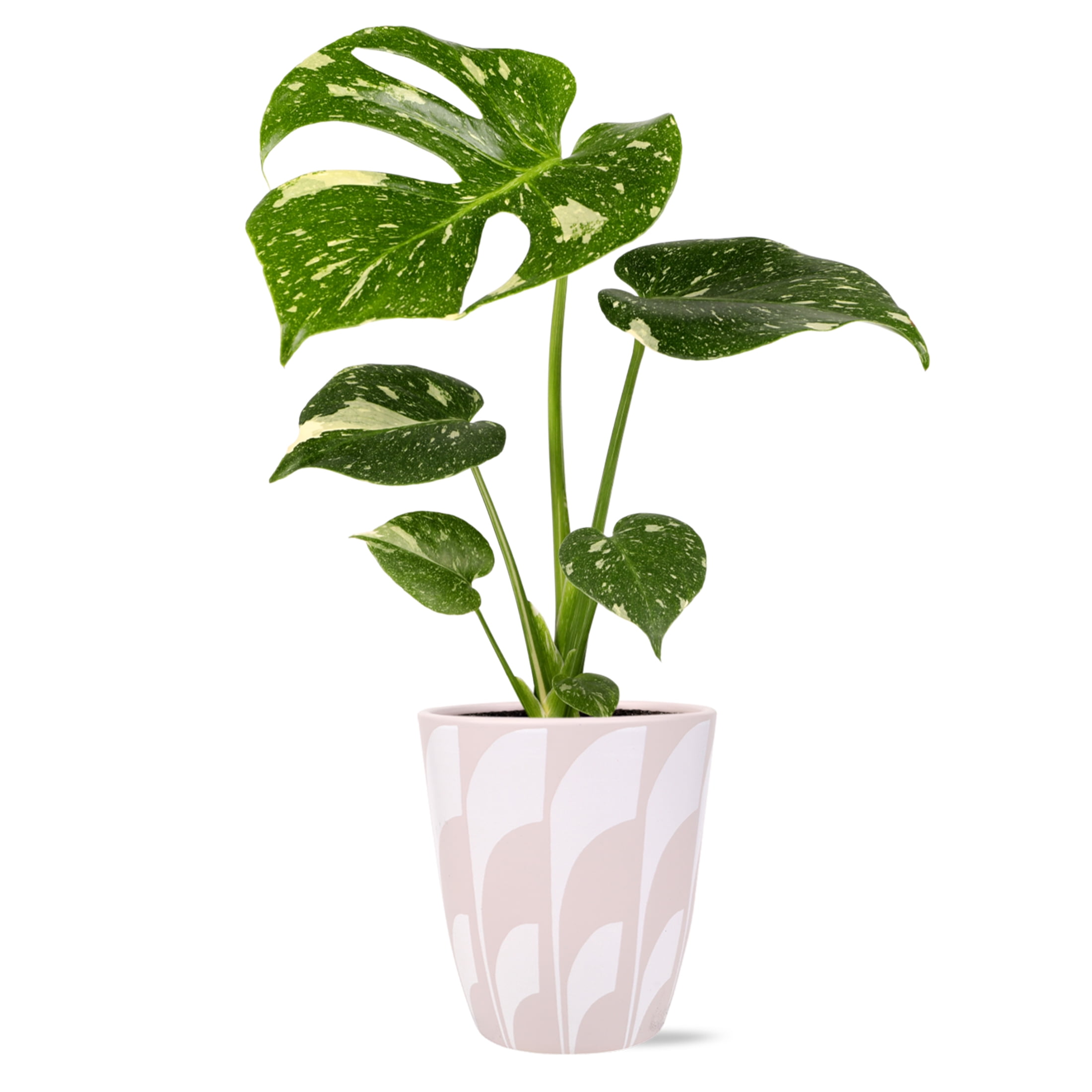 Live House Plant Thai Constellation Monstera Variegated Indoor Plant (Green & Cream, 5 in) fppgr