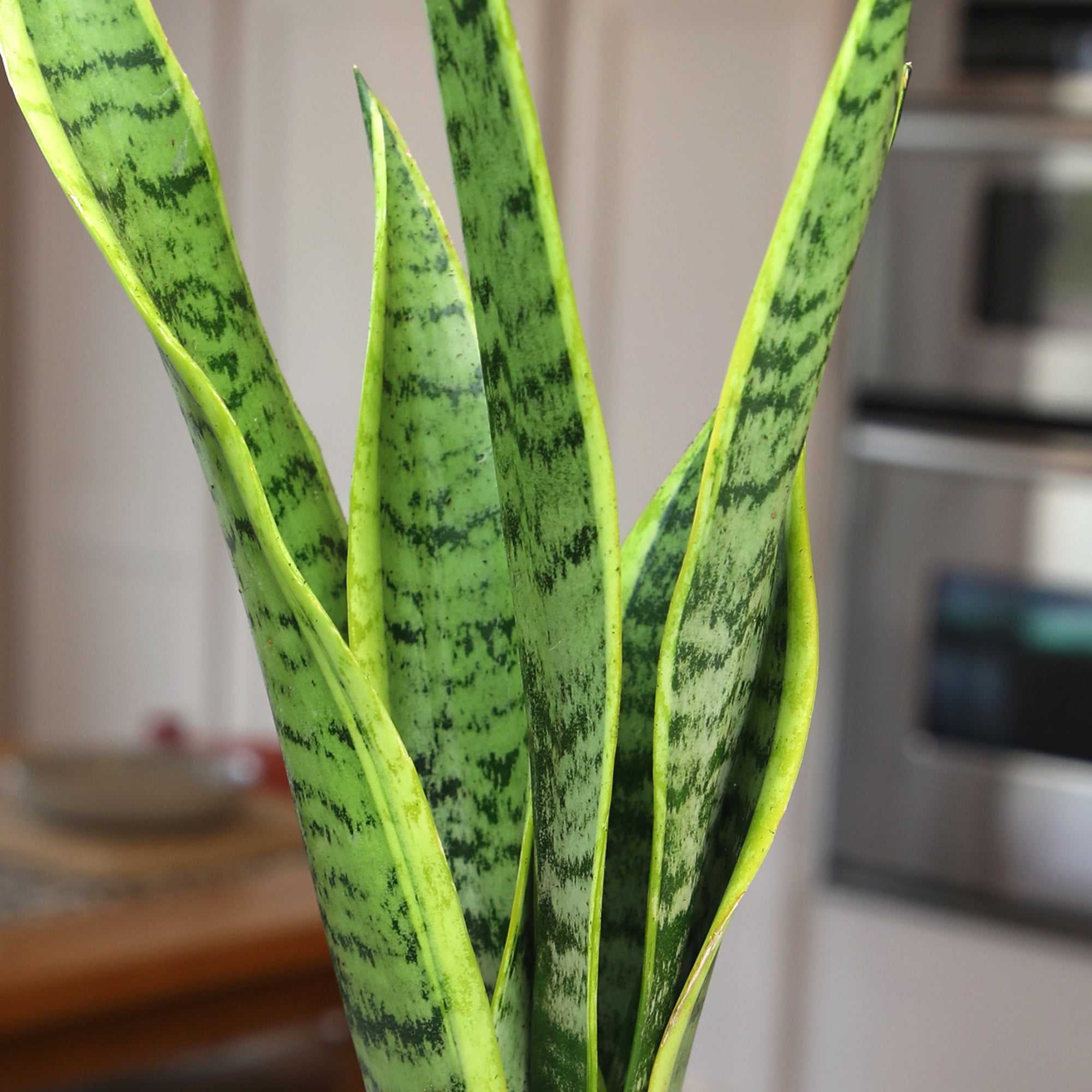 Altman Plants Laurentii Snake Plant Air Purifying Indoor Houseplant (Green, 4.25 in) 26jf3