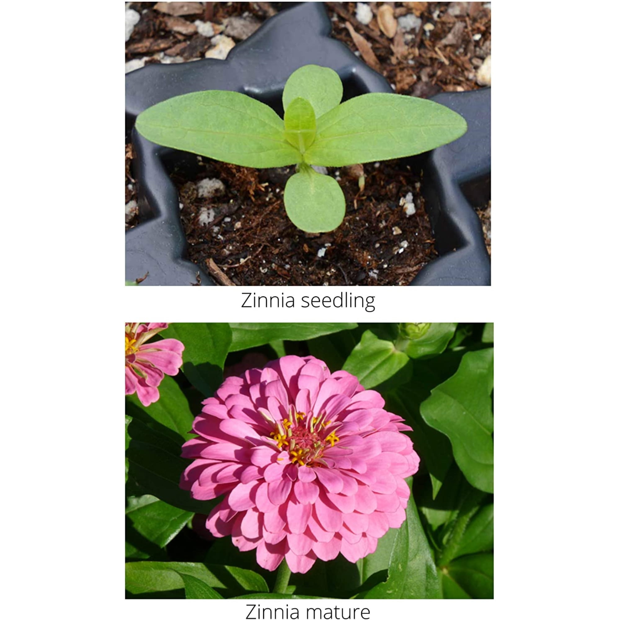 Earth Science Zinnia Wildflower Mix Seed and Soil Conditioner (2 lb) yil8n
