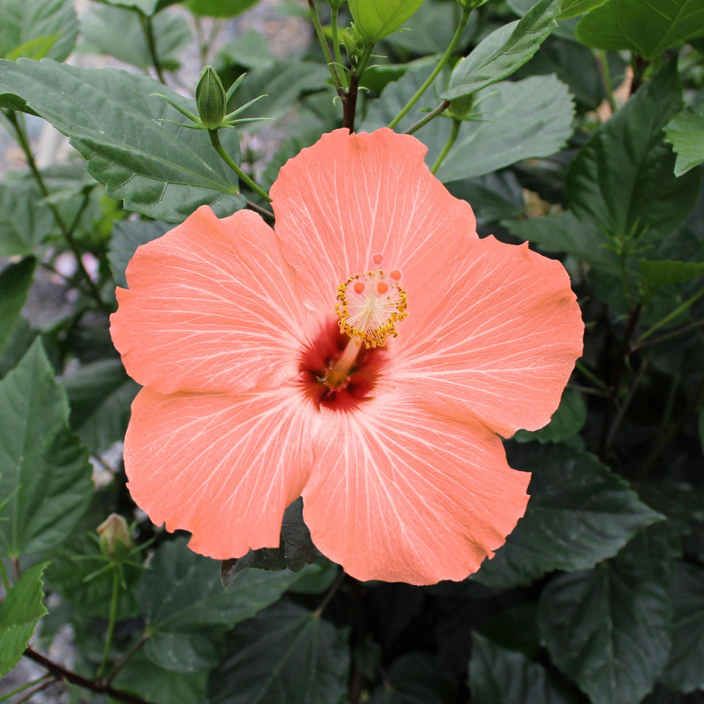 National Plant Network Hibiscus Peach Braided Live Tree (Orange, 2 gal) tnifo