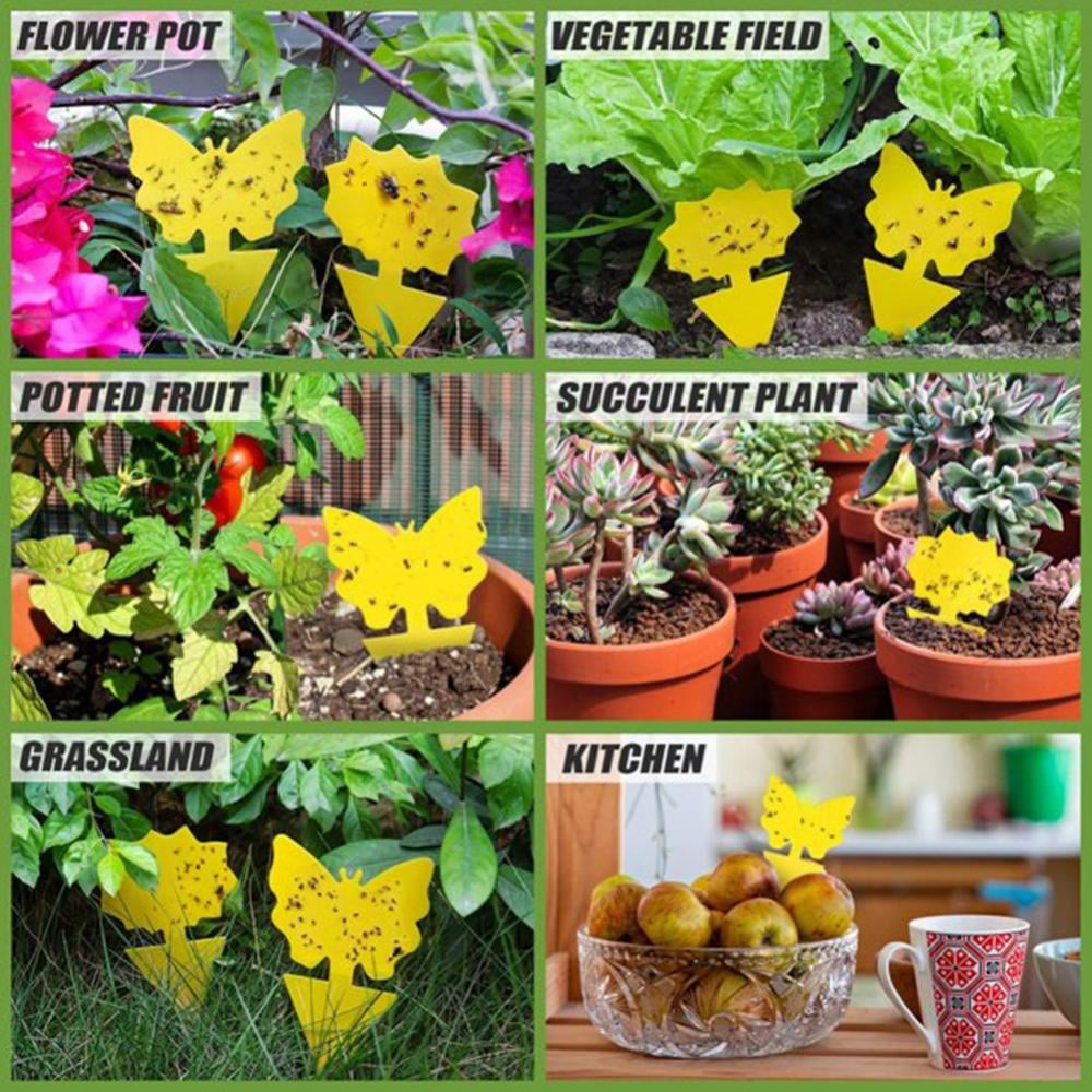 Generic Fruit Fly and Fungus Gnat Traps, Sticky Bug Catcher for Indoor and Outdoor Plant Protection (Yellow, 30 Pack) zyxyj