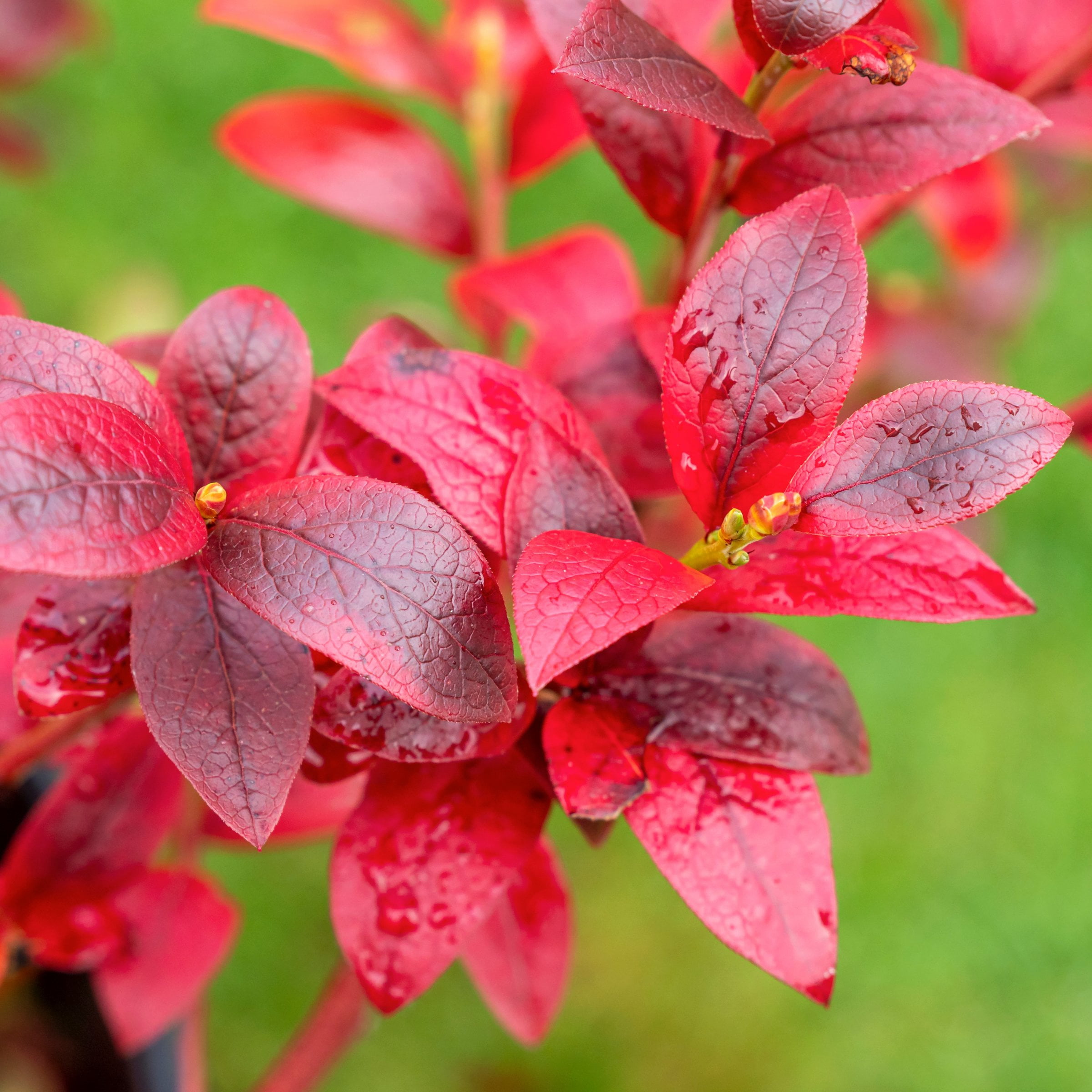 National Plant Network Legacy Blueberry Live Shrub (1 gal) m3u22