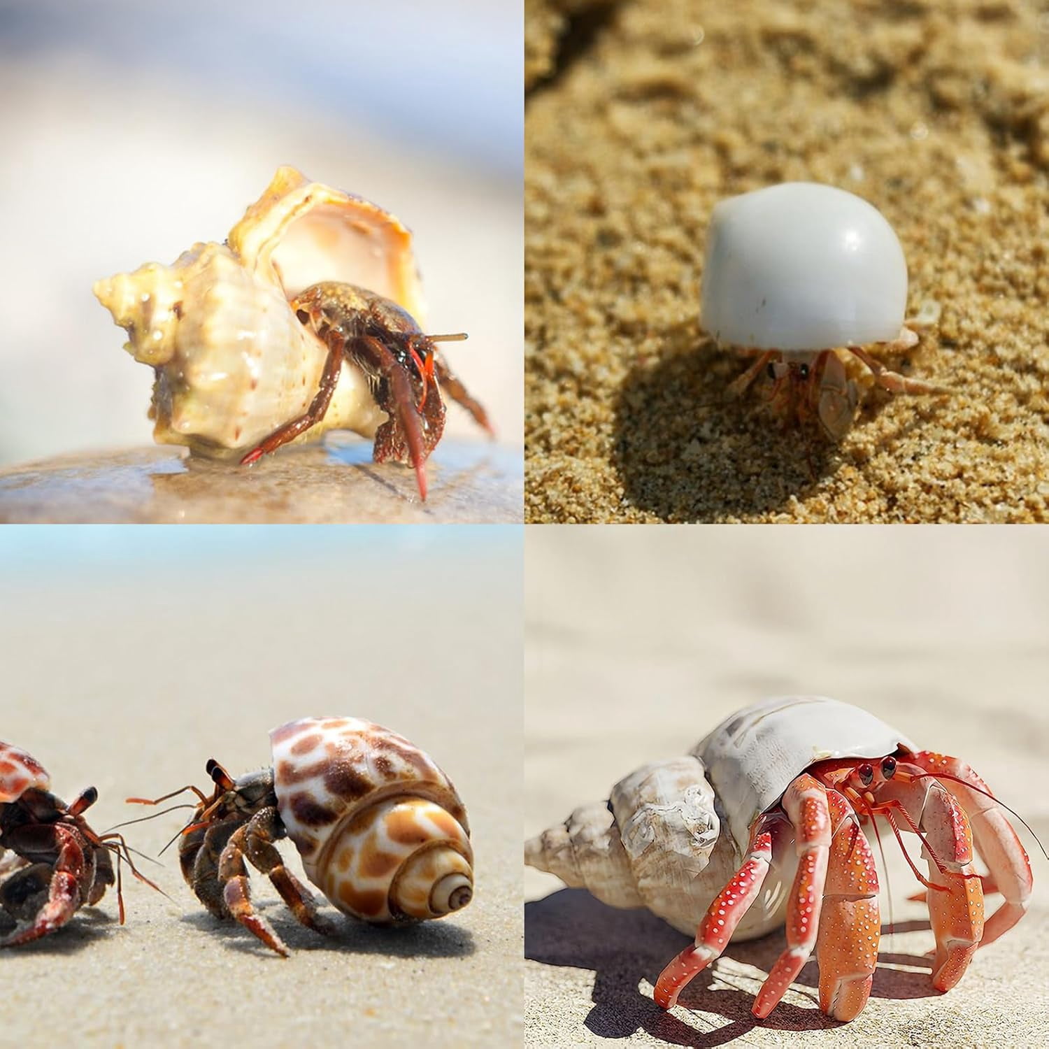 SINKOO Hermit Crab Shells Natural Sea Conch Growth Turbo Set (12 Pack, 1.6 in - 3.2 in) 2z6cy