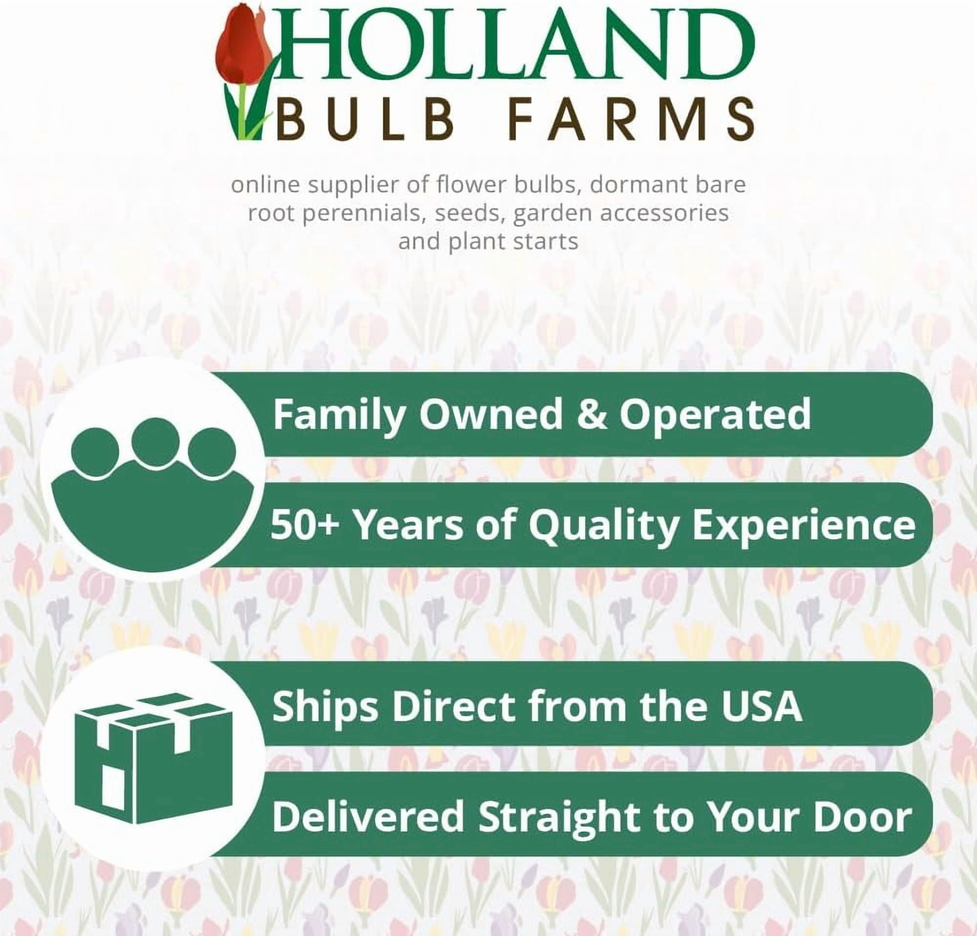 Holland Bulb Farms Soulmate Swamp Milkweed Flower Root (Pink, 1 Pack) npe5z