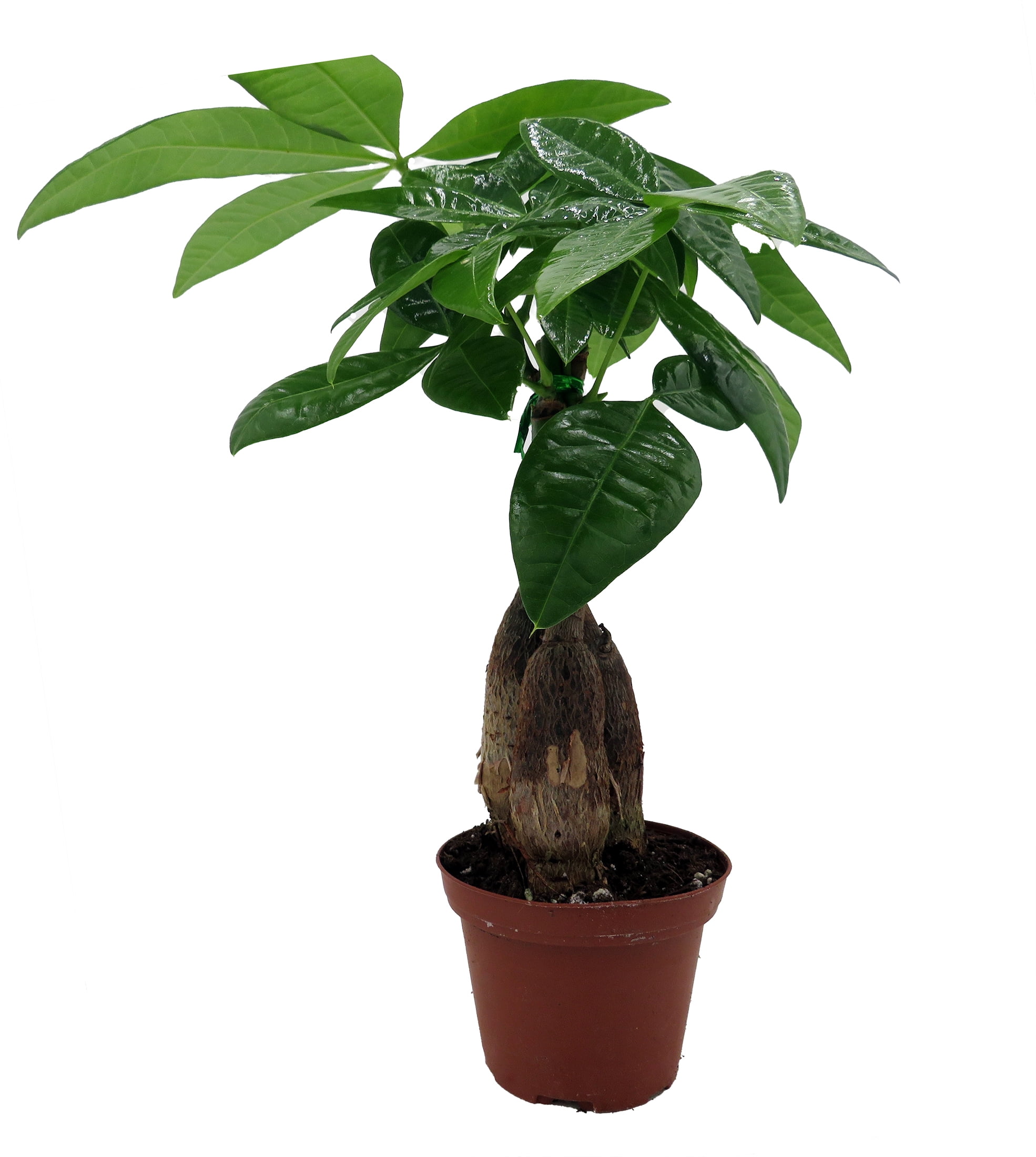 Hirt's Gardens Twisted Money Tree Pachira Indoor Houseplant (Green, 3 in Pot) m14kh