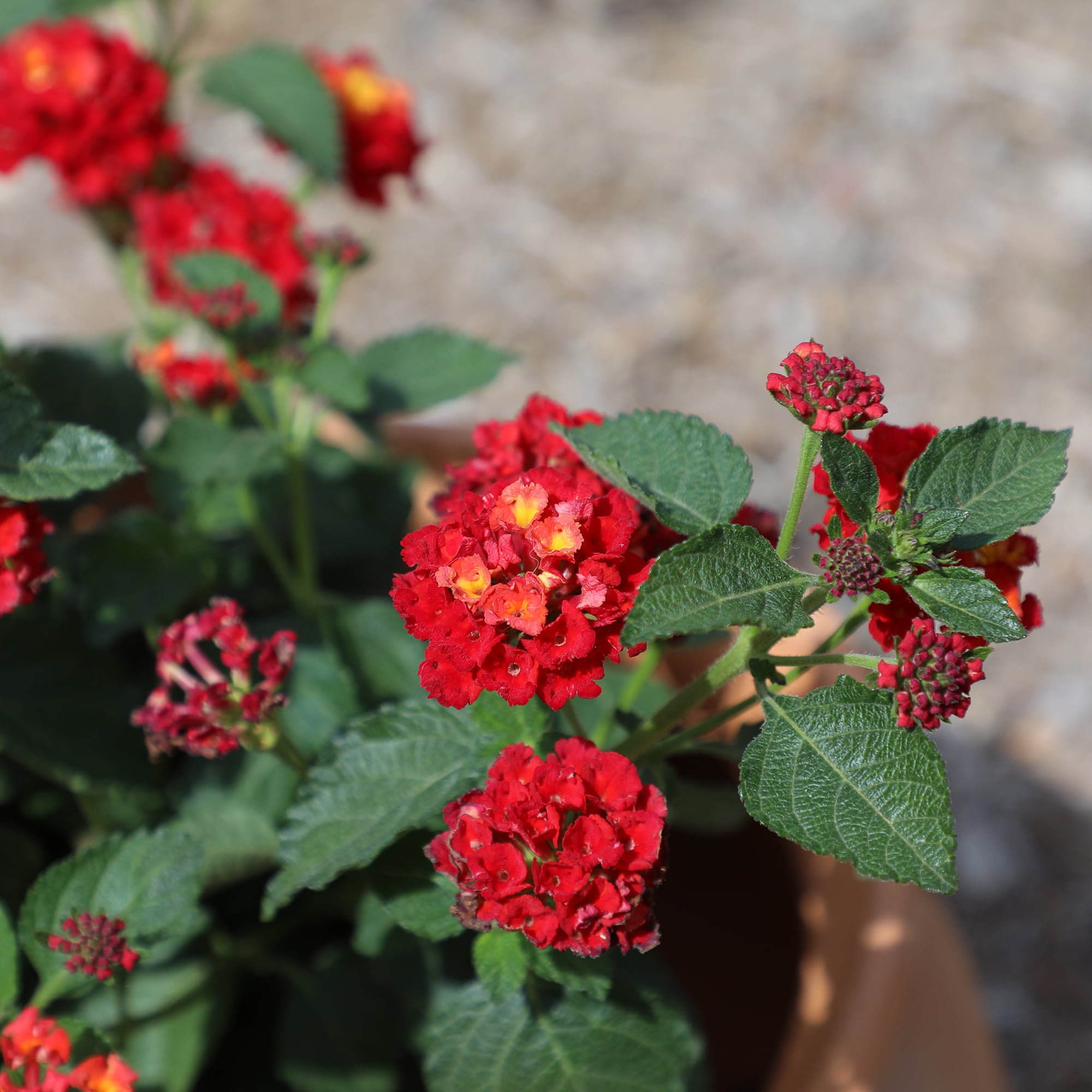 Expert Gardener Dallas Red Lantana Live Plant (Red, 2.5 qt) zzdt8
