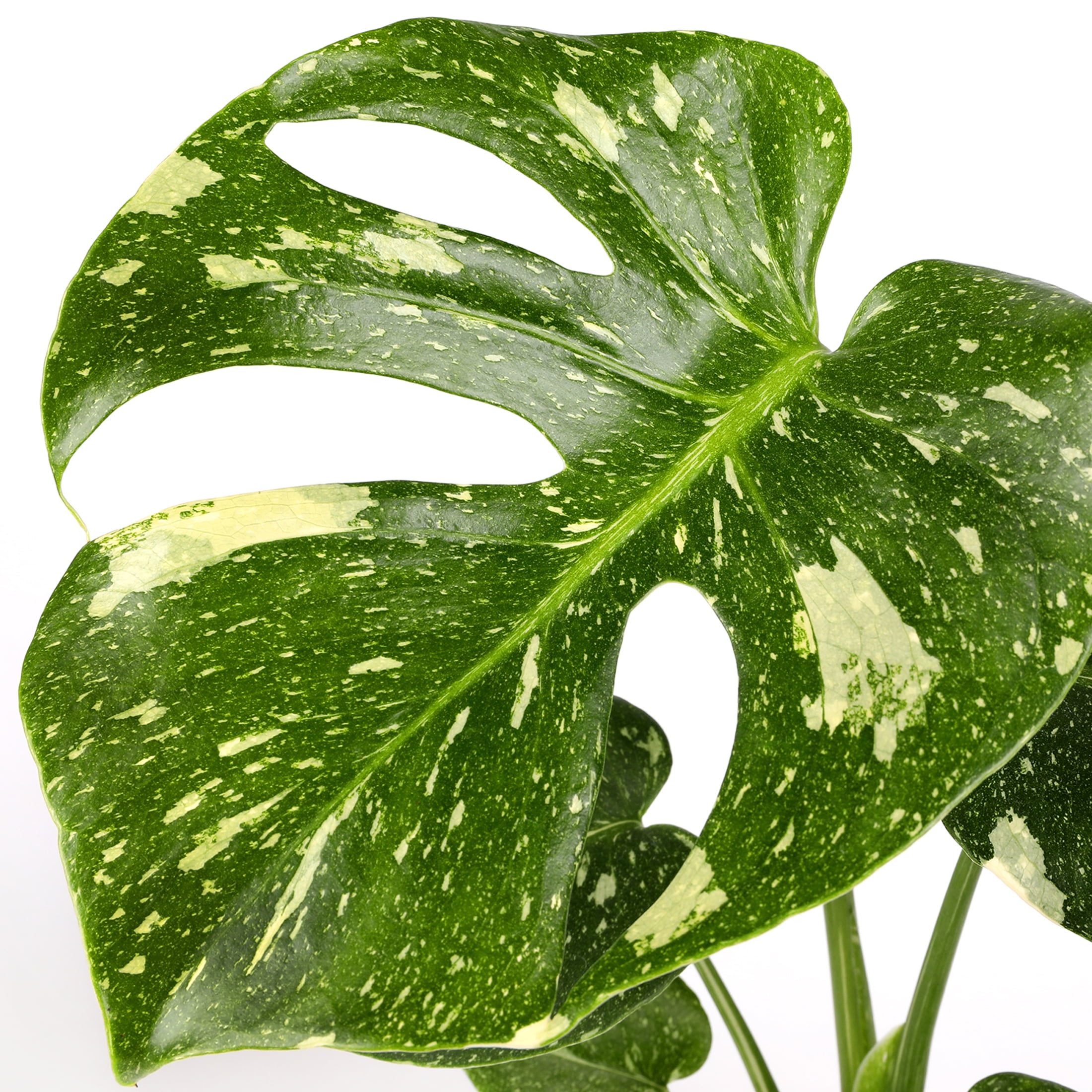 Live House Plant Thai Constellation Monstera Variegated Indoor Plant (Green & Cream, 5 in) fppgr