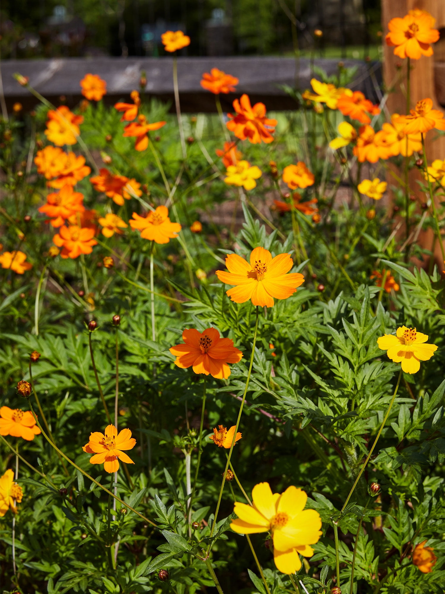 Burpee Bright Lights Mix Cosmos Annual Flower Seeds (Multi-Color, 36 in Height) 5vyio