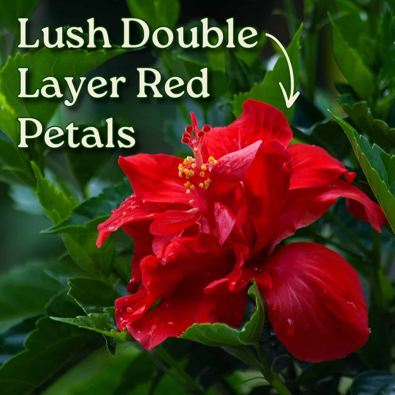 Tropical Plants of Florida Live Double Red Hibiscus Bush (Red, 24 in to 28 in) ctalv