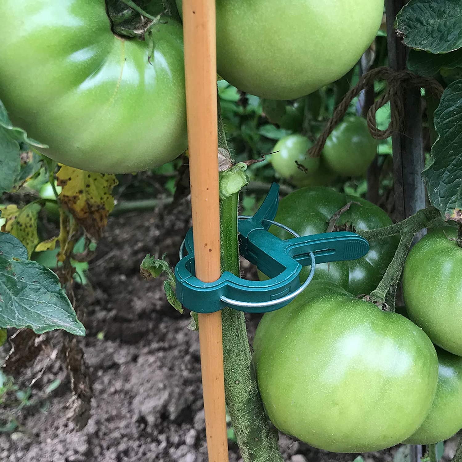 Allfenz Plant Support Clips for Climbing Vegetables and Flowers (50-Pack) 6uobc