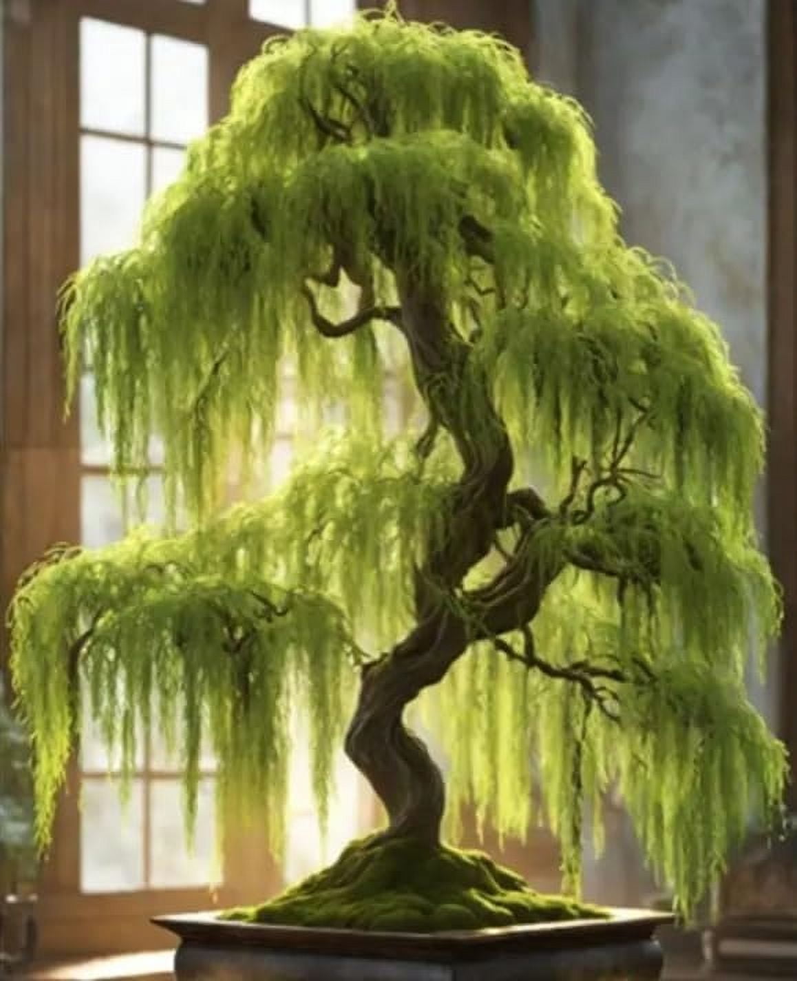 CZ Grain Willow Bonsai Tree Starter Cutting (Thick Trunk, Fast Growing) 1d566