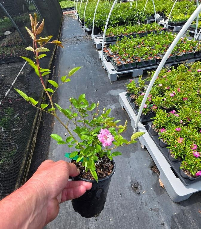 New Life Nursery & Garden Peggy Martin Climbing Rose Live Plant (Pink, 1 QT) ogvdh