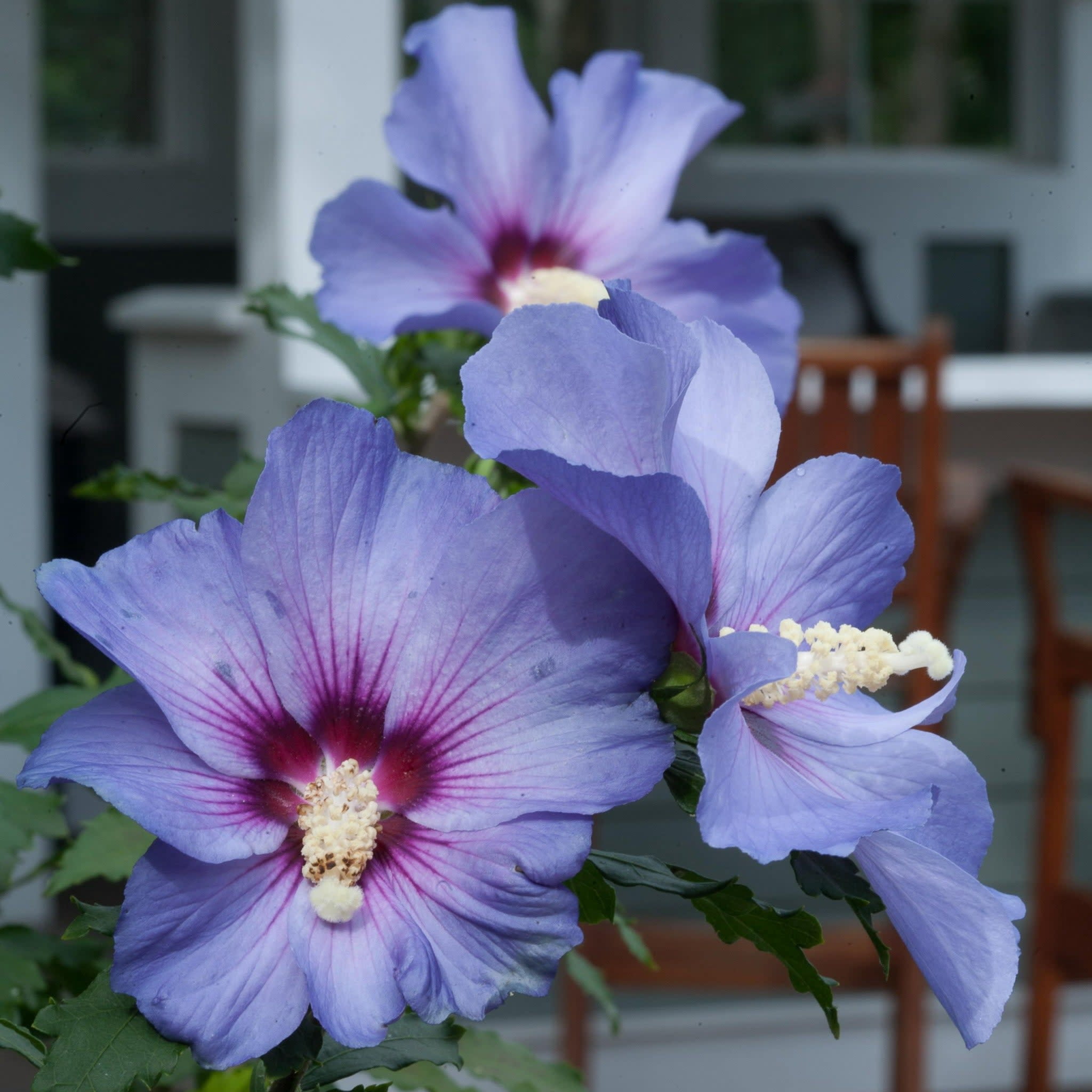 Proven Winners ColorChoice Azurri Blue Satin Rose of Sharon Live Shrub (Blue, 4.5 in Pot, 4 Count) 7zry1