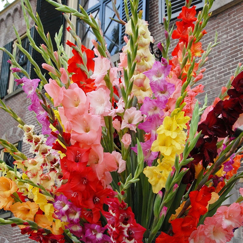 Holland Bulb Farms Gladiolus Flower Bulbs Grower Special Mix (Assorted Colors, 75 Count) p6u9v