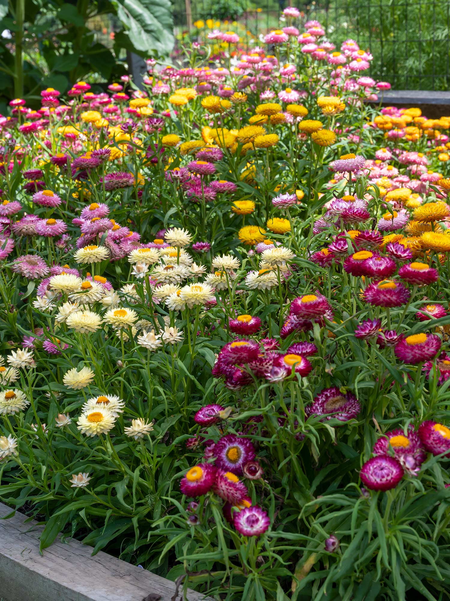 Burpee Tom Thumb Strawflower Seeds (Mixed Colors, 15 in Height) m9go4