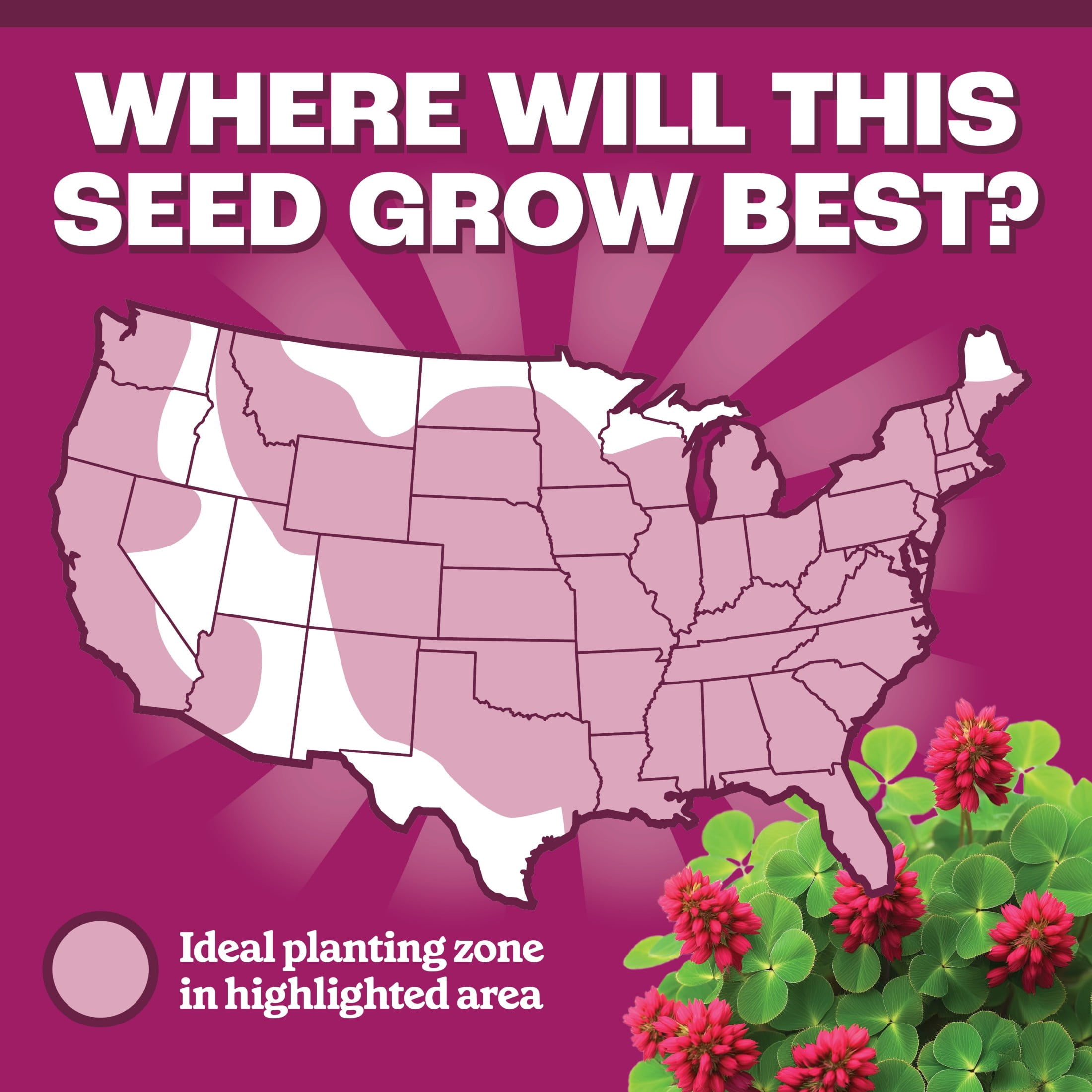 Pennington Crimson Clover Seed (2 lb) t0y1x