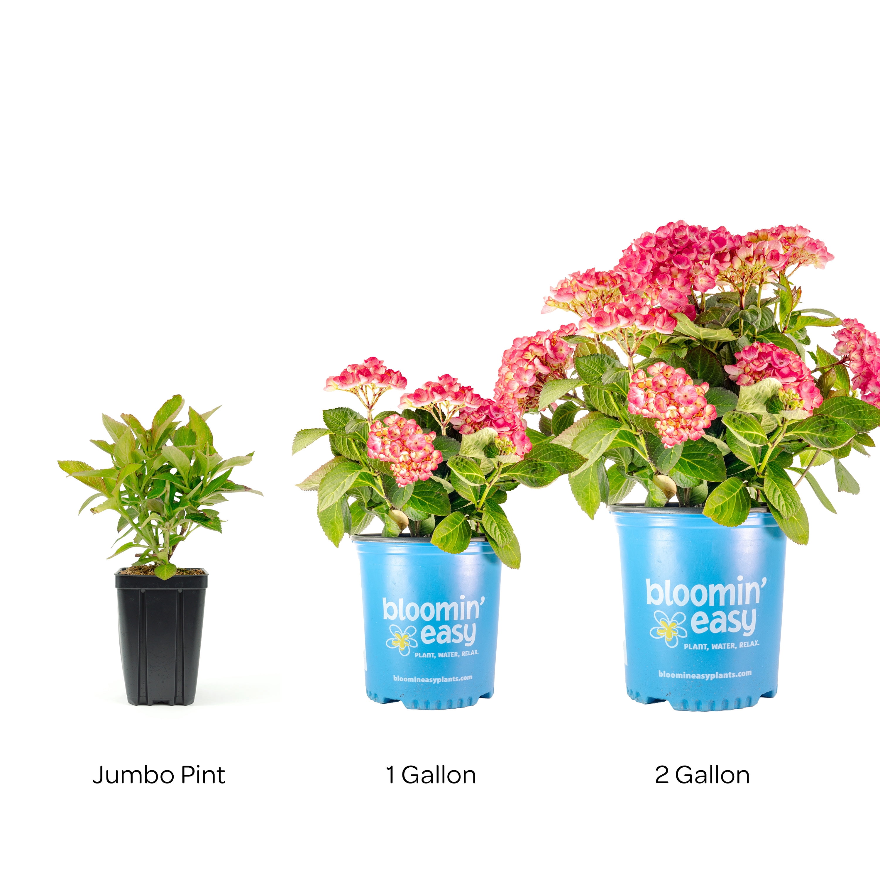 Bloomin' Easy Soul Mate Hydrangea Shrub (Pink, Jumbo Pint) 6ah1z