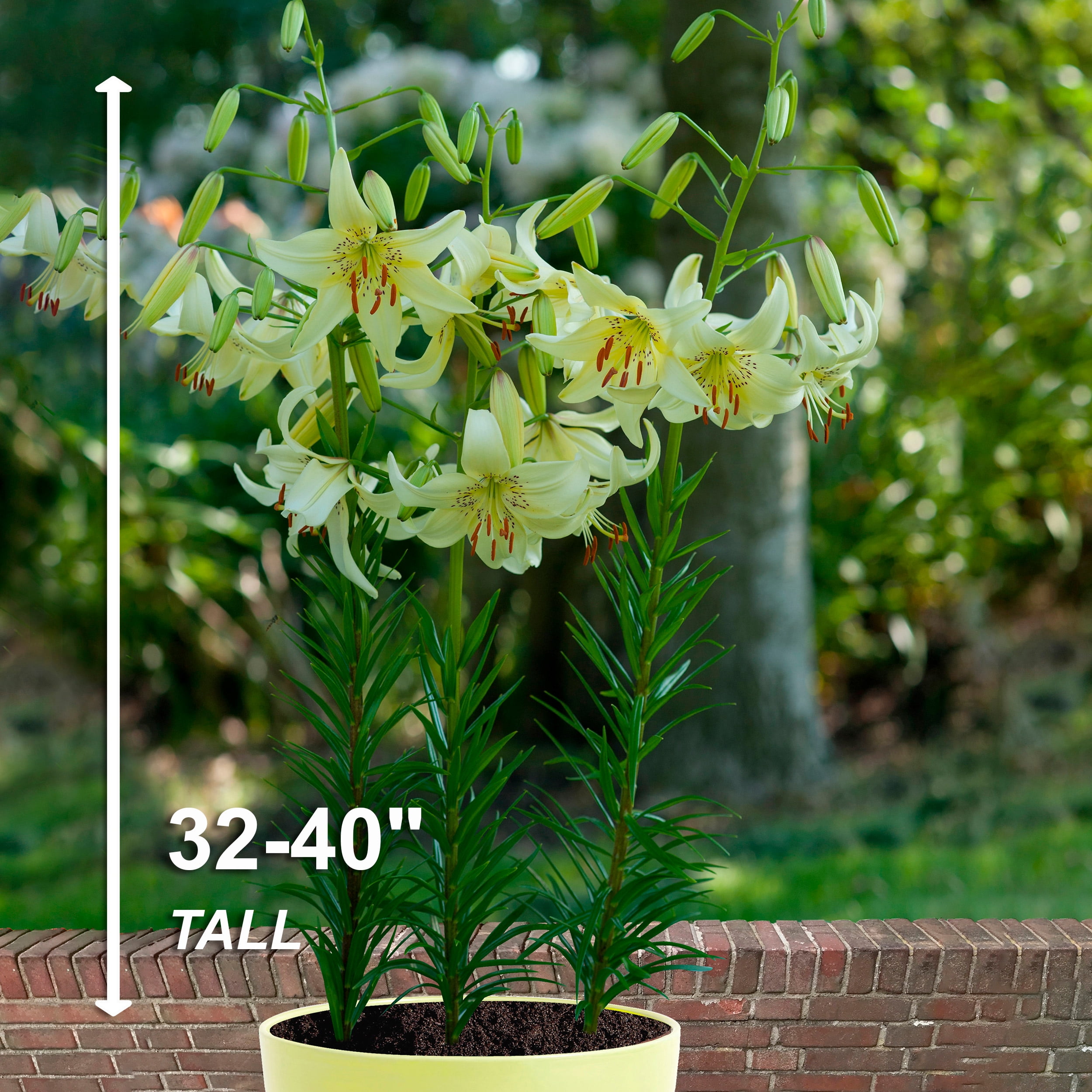Garden State Bulb Co. Sweet Surrender Asiatic Lily Flower Bulbs (Creamy-White, 10 Pack) vws6s