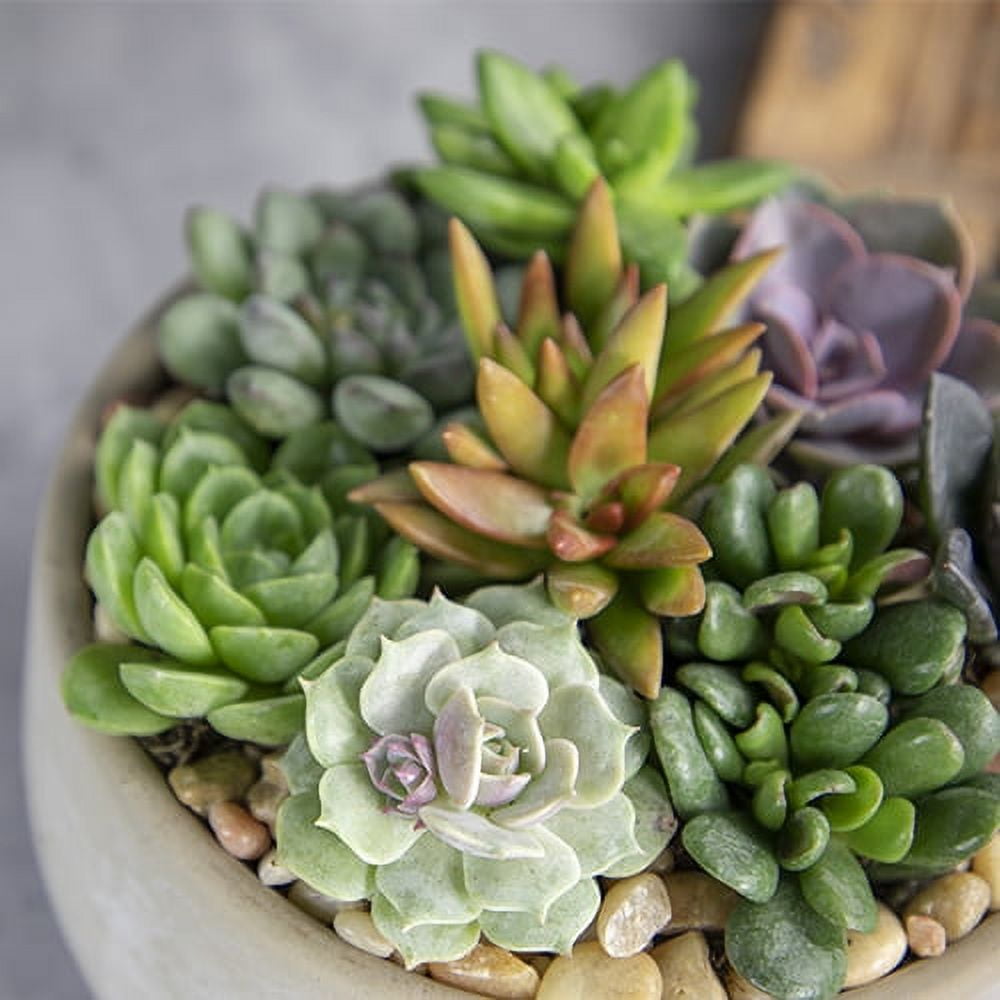 Altman Plants Live Succulent Assortment (Indoor & Outdoor Decorative Plants) (50 Pack, 2 in Pots) k66wu
