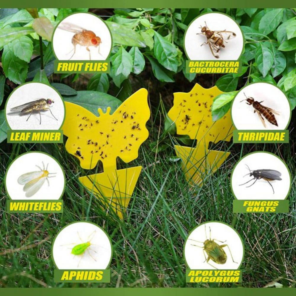 Generic Fruit Fly and Fungus Gnat Traps, Sticky Bug Catcher for Indoor and Outdoor Plant Protection (Yellow, 30 Pack) zyxyj