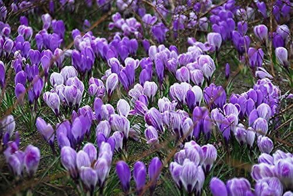 CZ Grain Blue Moon Crocus Flower Bulbs (Blue, 10 Pack) 3q1v4