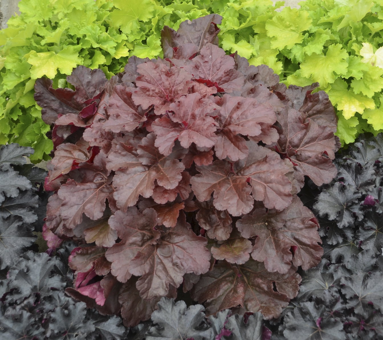 Proven Winners Primo Mahogany Monster Coral Bells Live Plant (Mahogany Red, 4.5 in. Quart) 2emi7