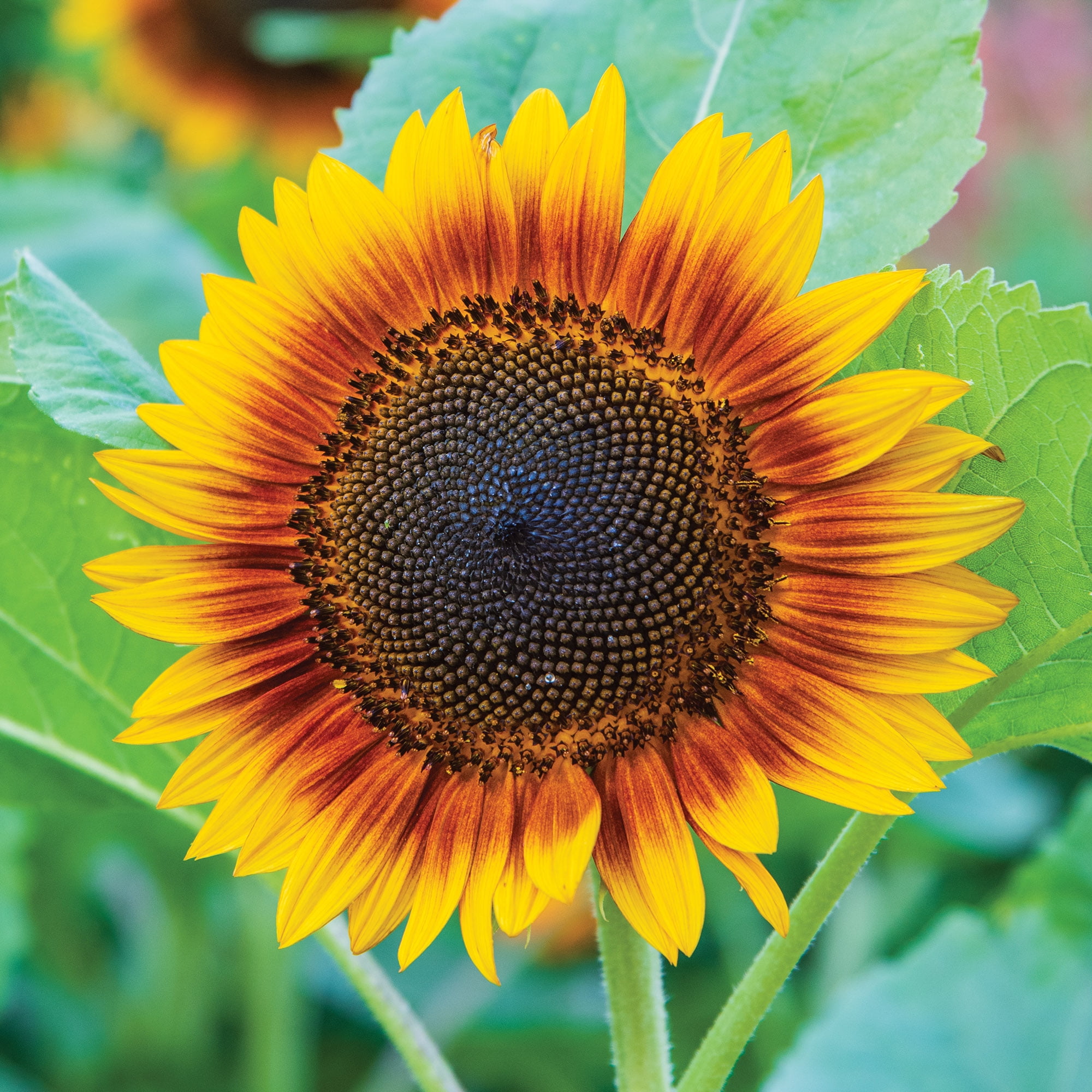 Burpee Fire Catcher Sunflower Seeds (Two-Tone, 1 Pack) qjhra