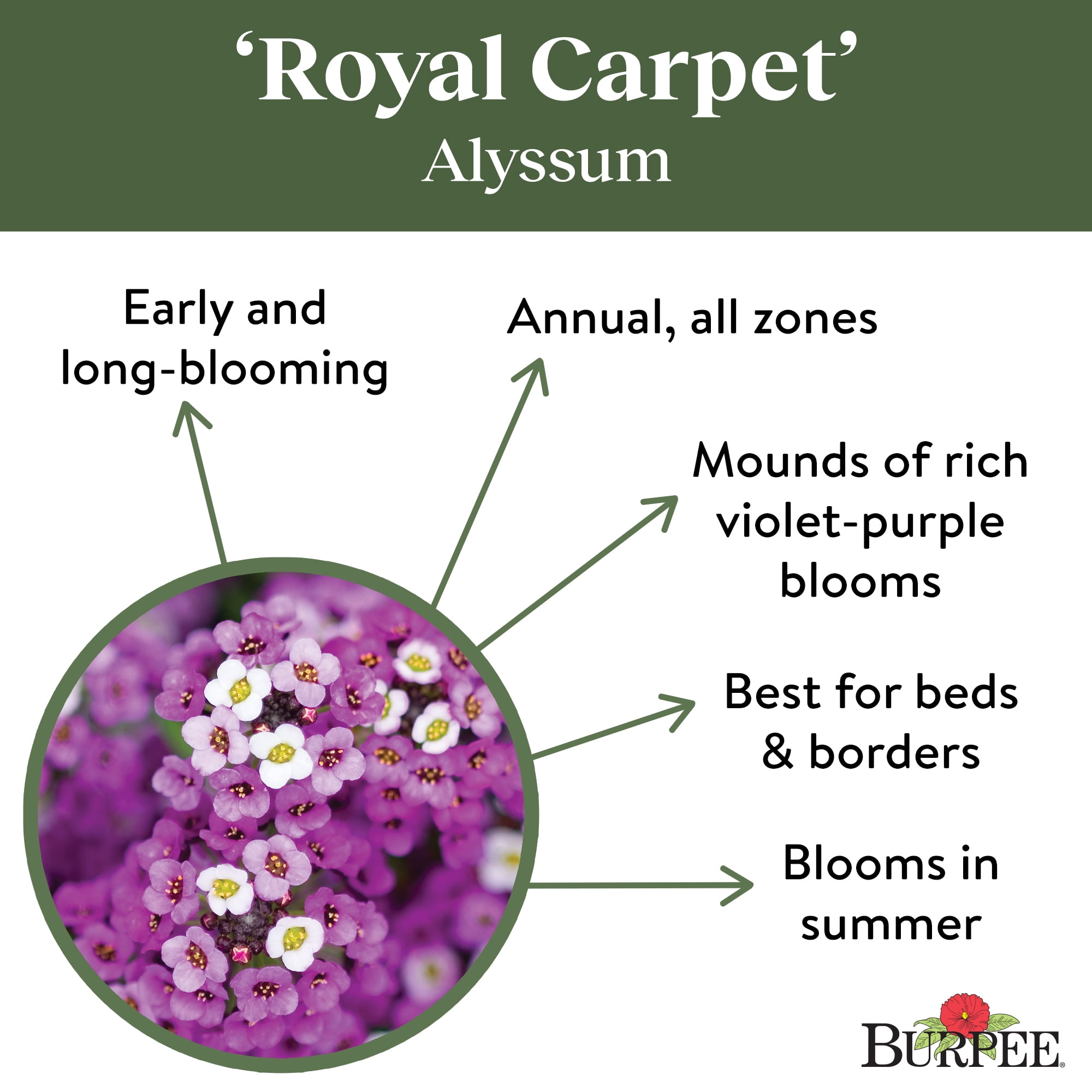 Burpee Royal Carpet Alyssum Flower Seeds (Violet, 1-Pack) zfah2