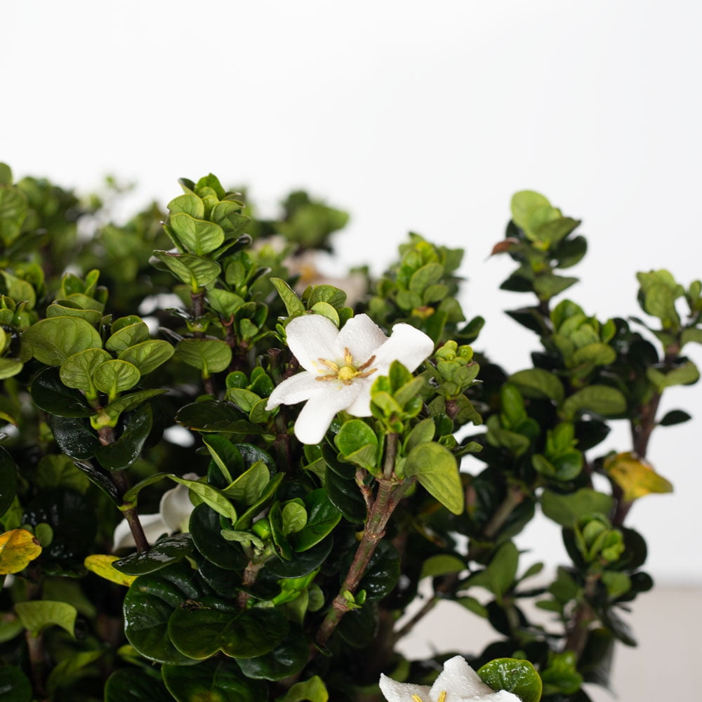 Southern Living Diamond Spire Gardenia Live Shrub (Creamy-White, 2.5 qt) ipiep