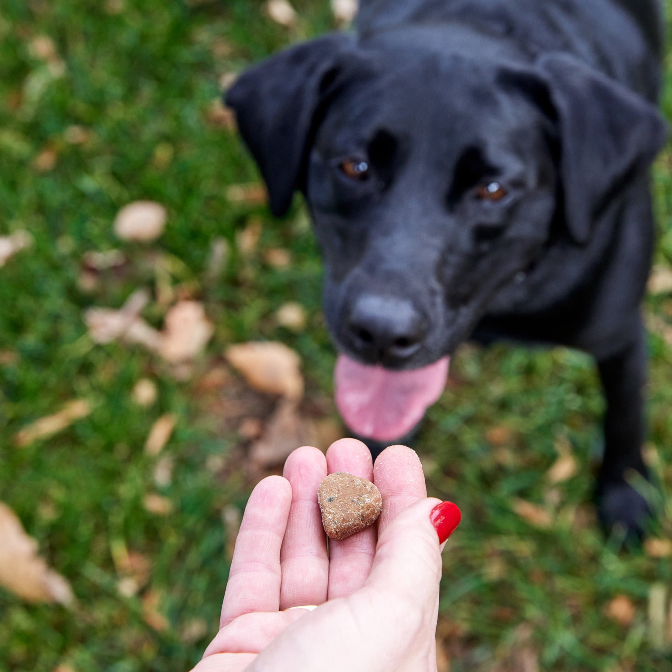 Zesty Paws 8-in-1 Multivitamin Bites Chicken Flavor Dog Supplement (60 Count) sgzp8