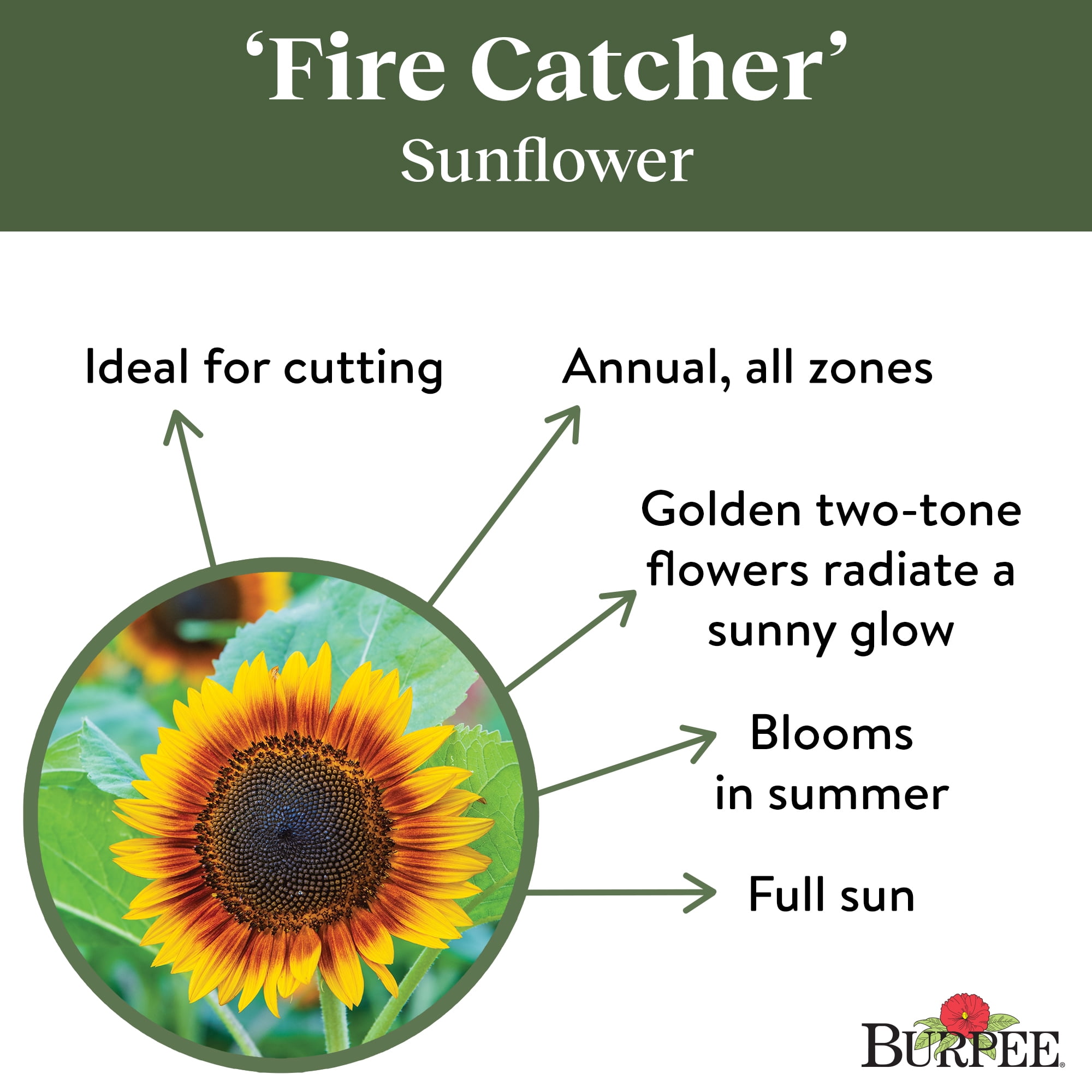 Burpee Fire Catcher Sunflower Seeds (Two-Tone, 1 Pack) qjhra