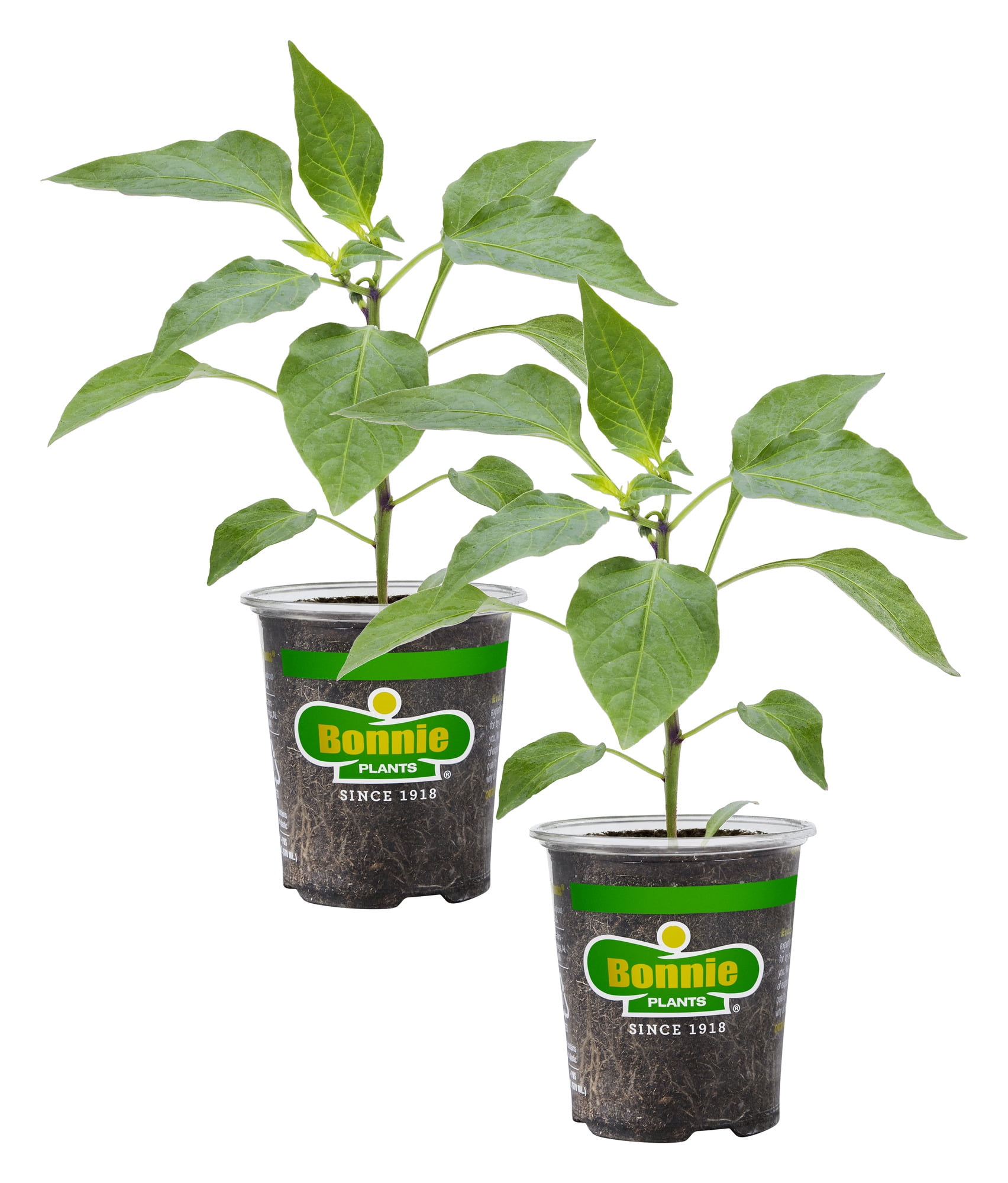 Bonnie Plants Red Bell Pepper Vegetable Plant (Red, 19.3 oz, 2-Pack) 6bdsu