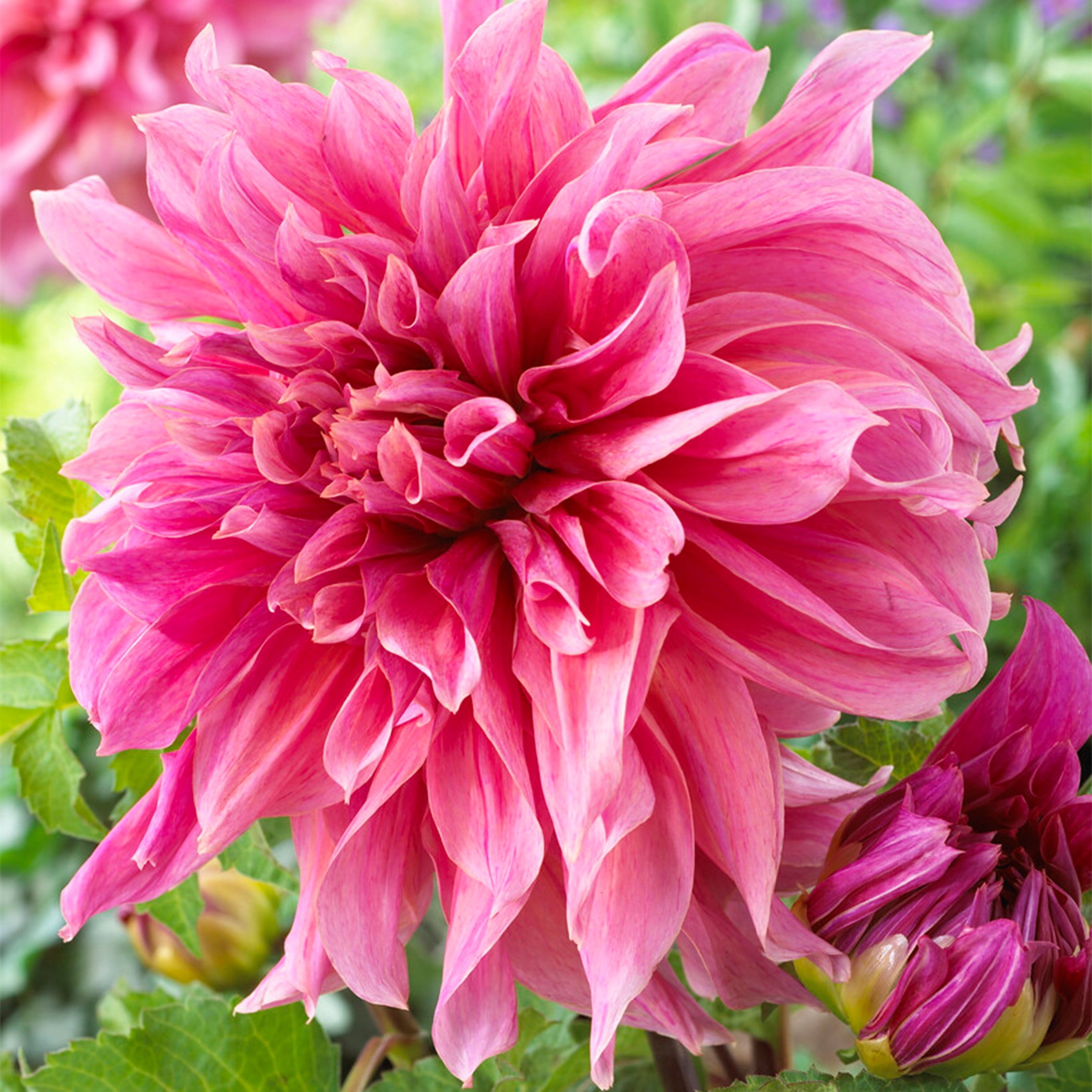 Garden State Bulb Co. Maki Dinnerplate Dahlia Flower Bulbs (Pink, 4 Pack) zrn78
