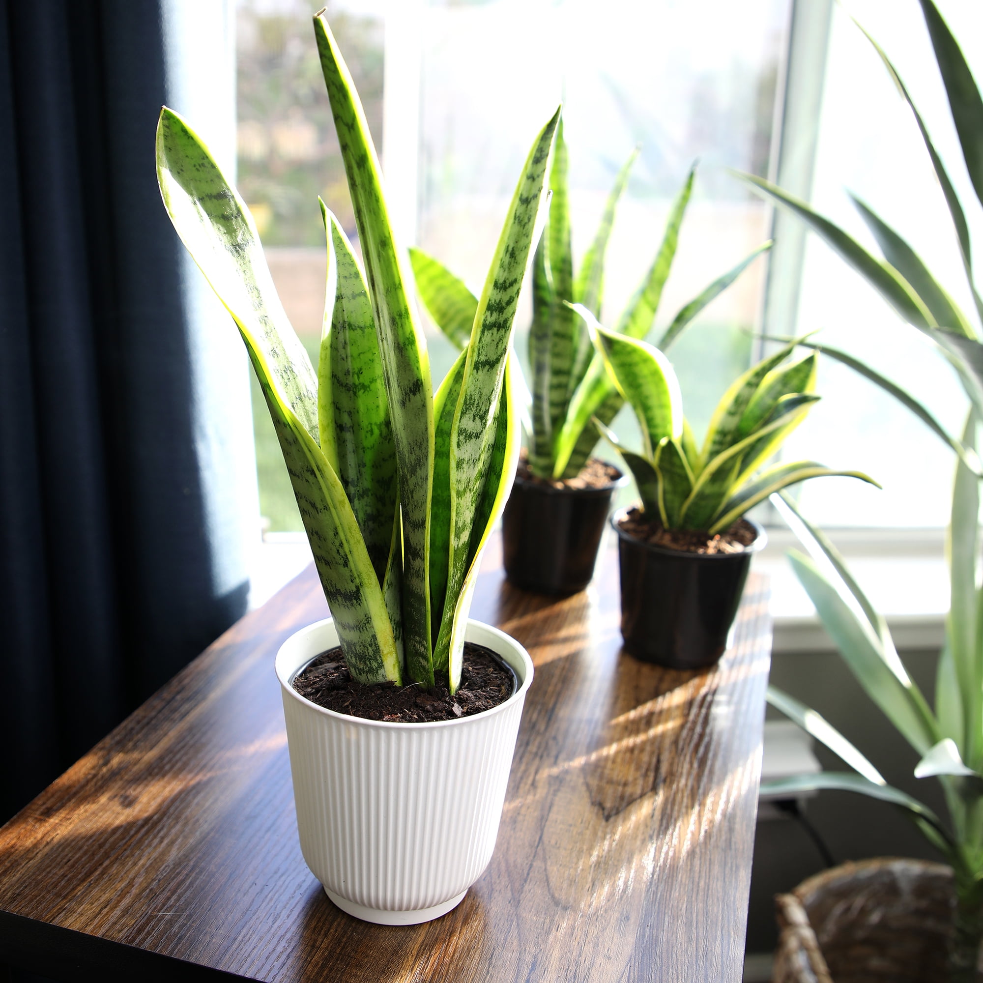 Altman Plants Laurentii Snake Plant Air Purifying Indoor Houseplant (Green, 4.25 in) 26jf3