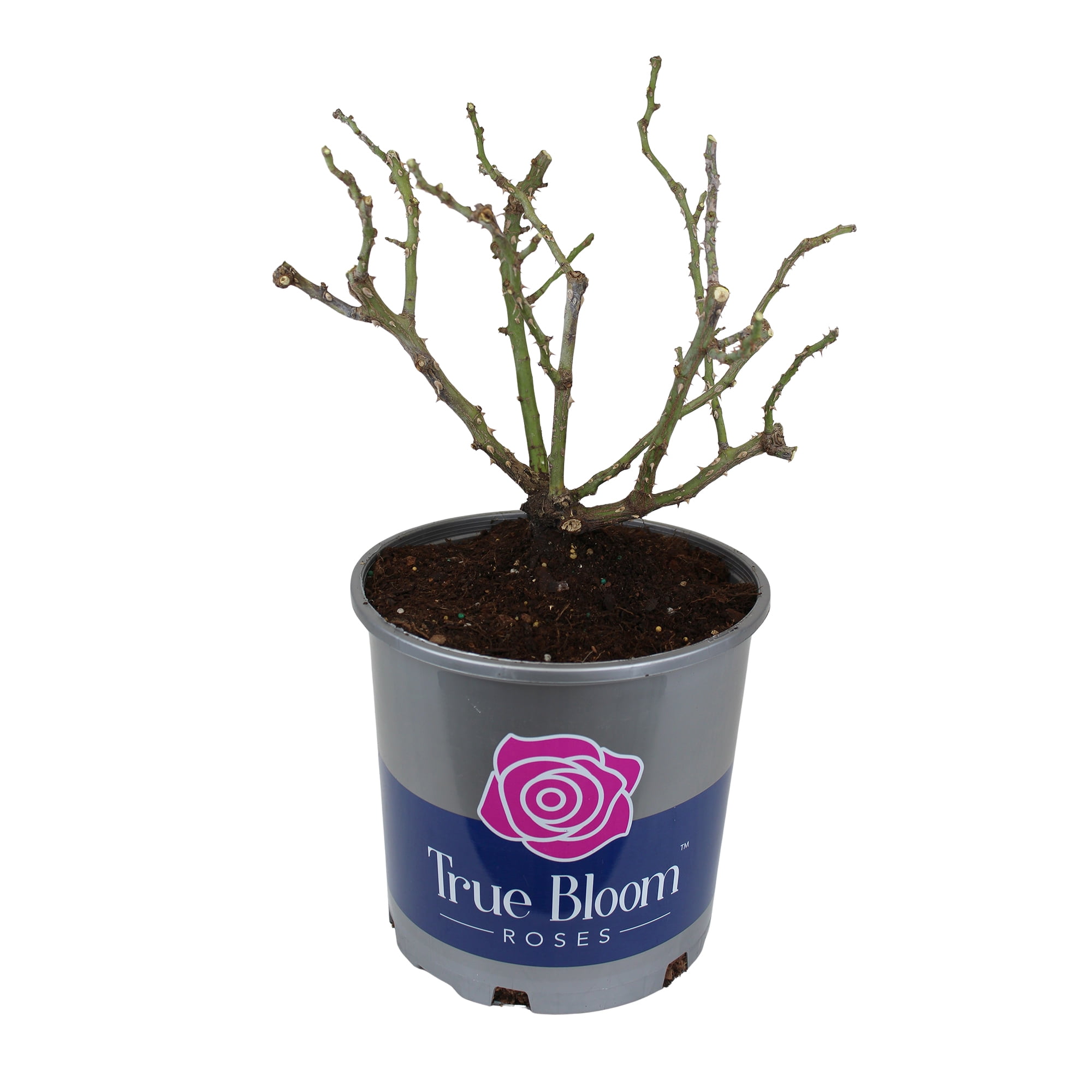 Altman Plants True Bloom True Sincerity Rose Bush (Pink and Yellow, 2 gal) 77l5k
