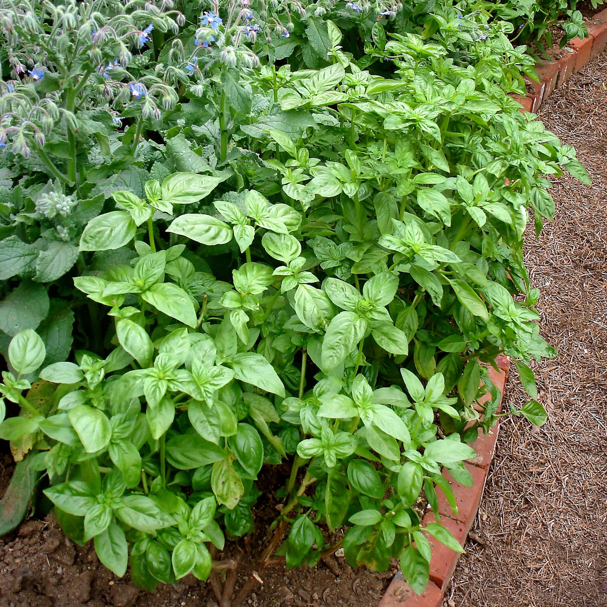 Bonnie Plants Sweet Basil Herb Plant (Green, 19.3 oz, 2-Pack) anwsd