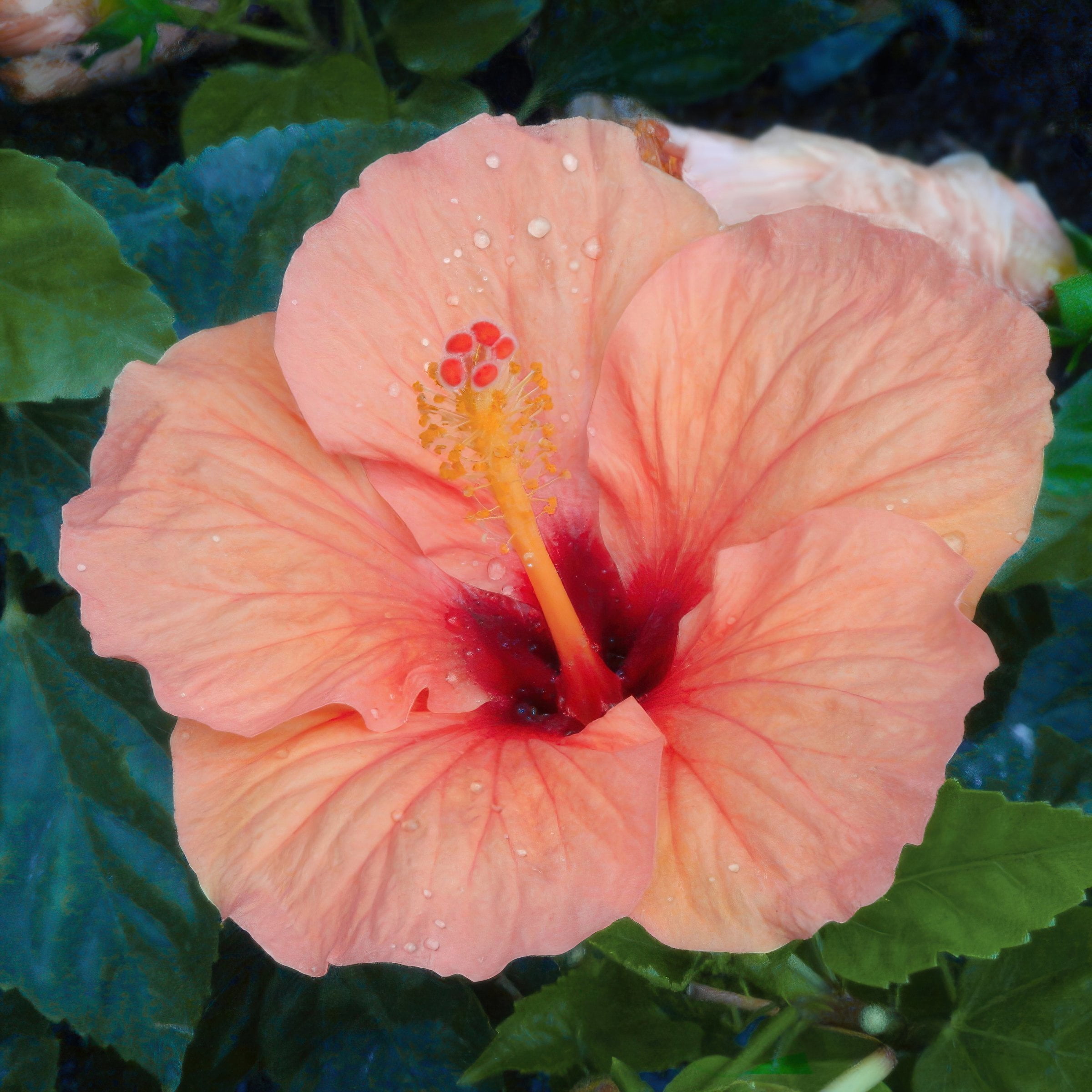 National Plant Network Hibiscus Peach Braided Live Tree (Orange, 2 gal) tnifo